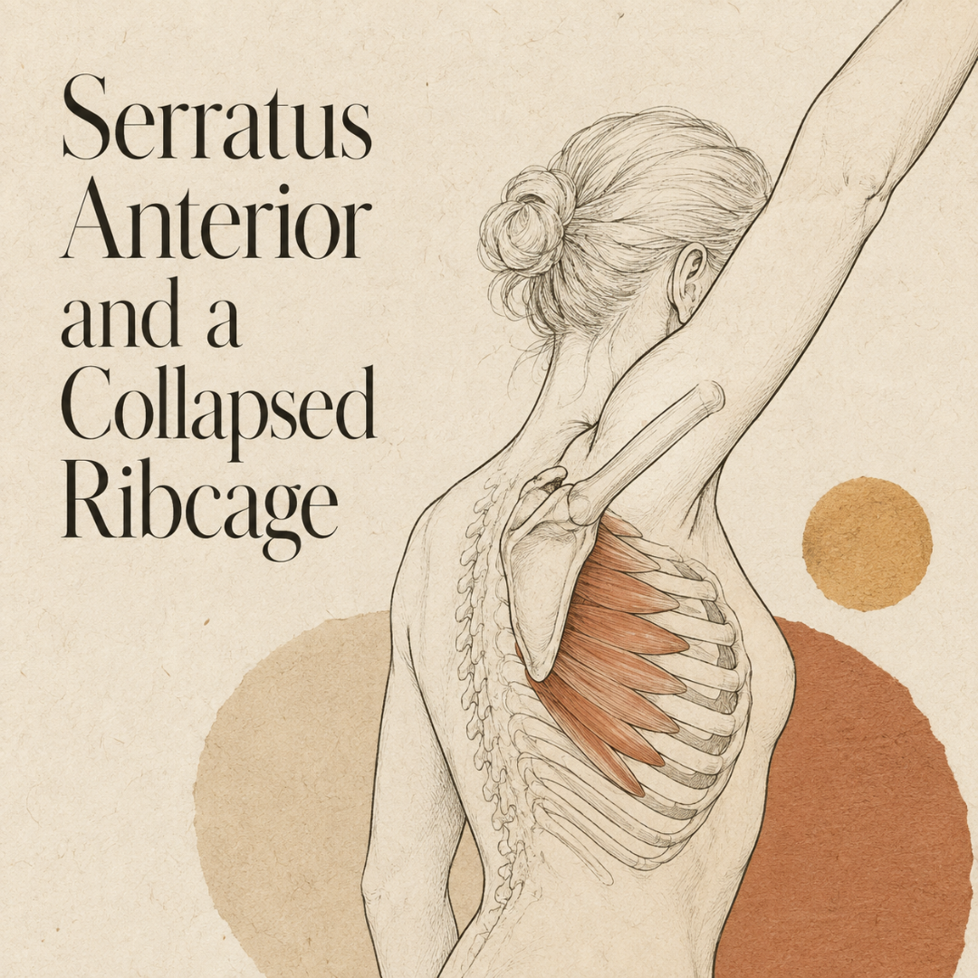 Simplified anatomical illustration of serratus anterior wrapping around the ribs and supporting the shoulder blade