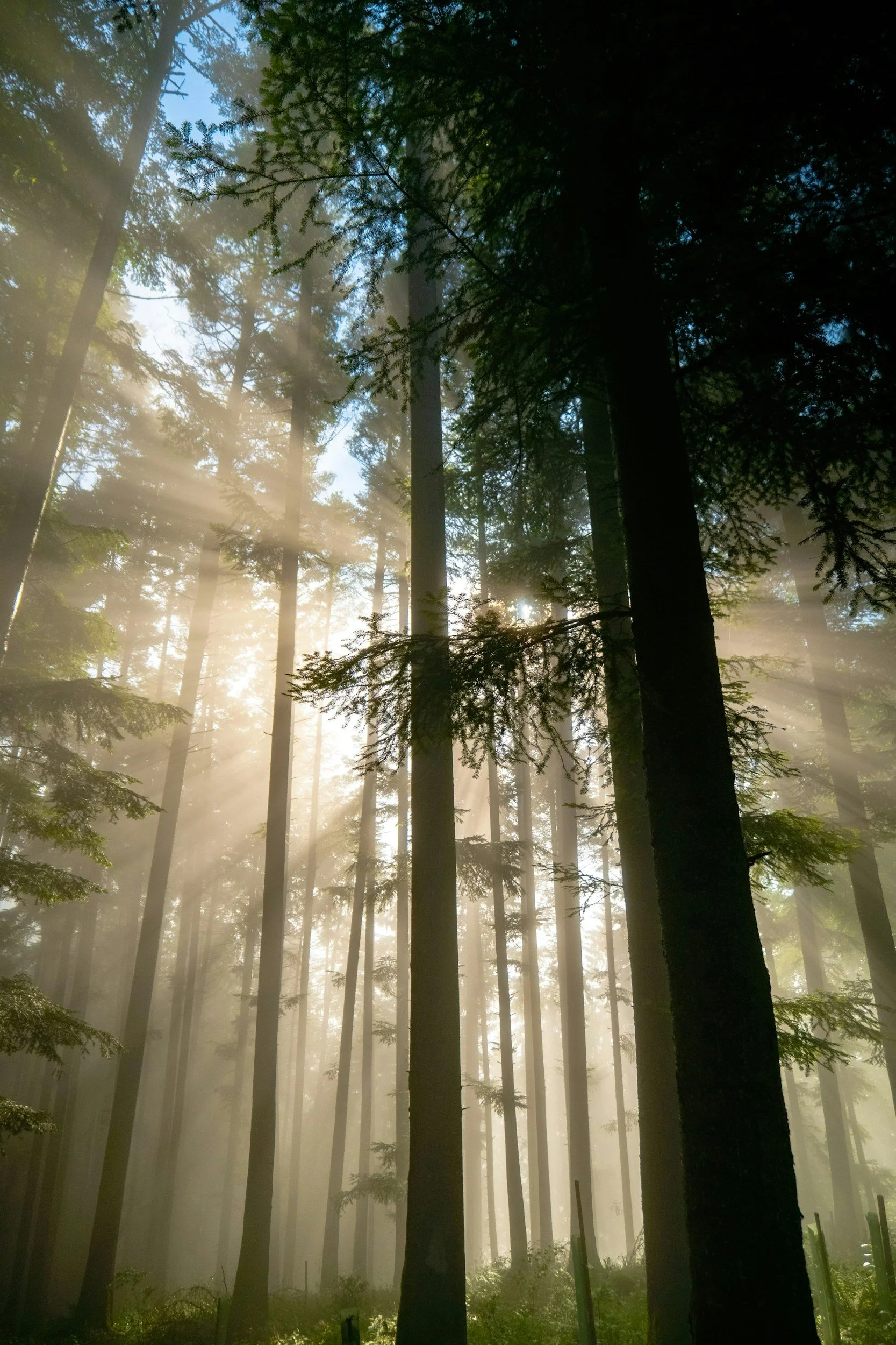 Sunlight streaming through tall trees in a misty forest, psychedelic integration therapy in NYC