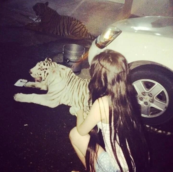 a girl and her #tiger #army