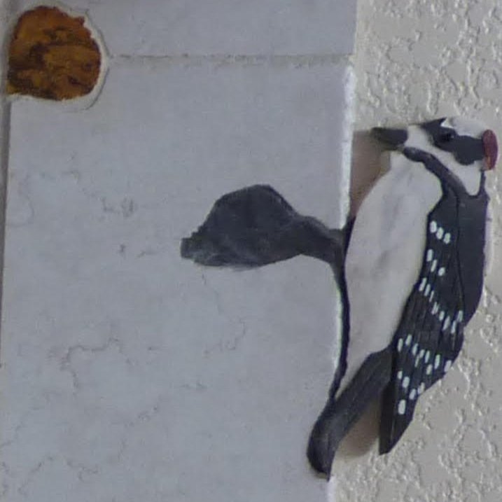 Close-up of Downy Woodpecker on the aspen tree.