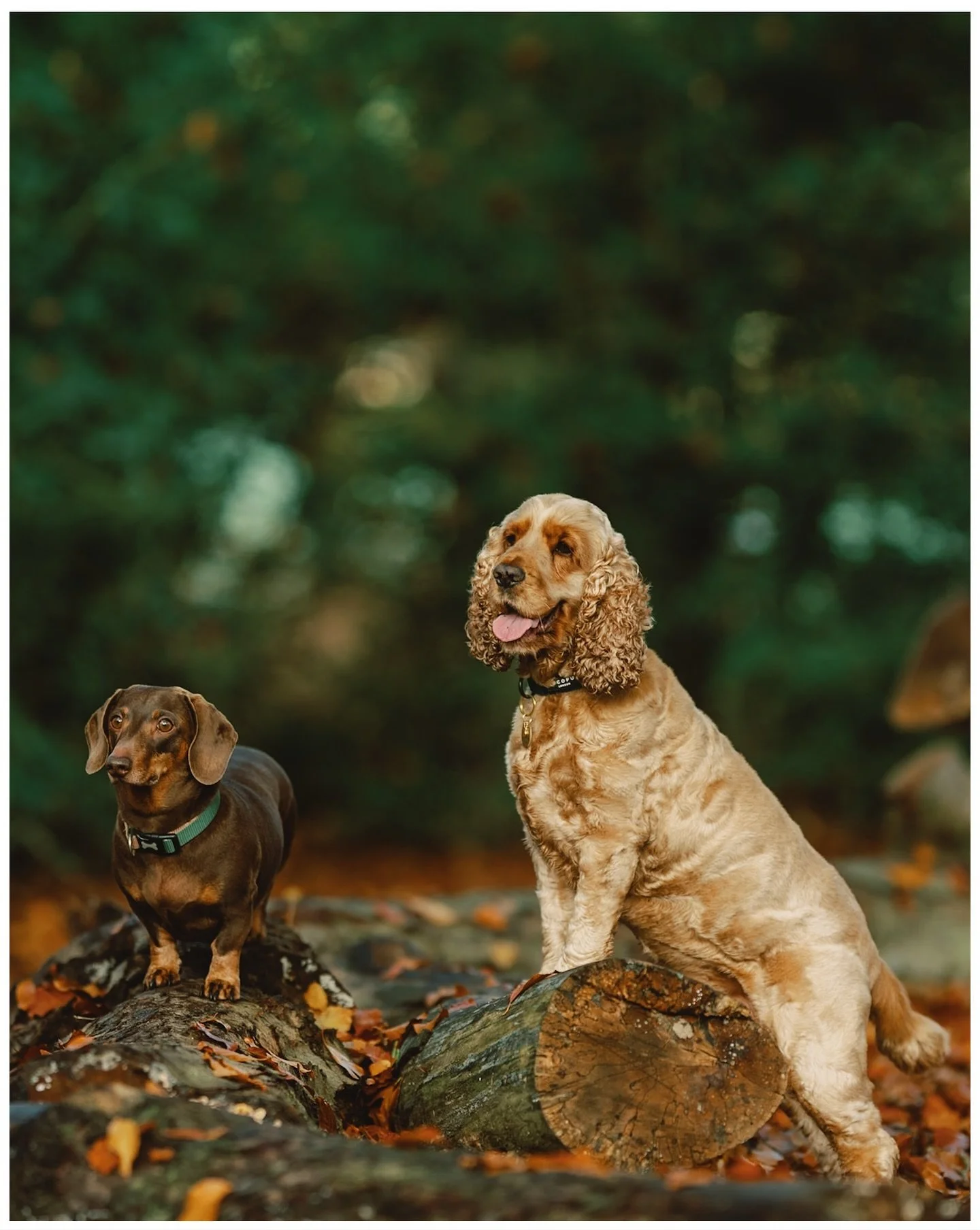 Norman and George - best pals 🐶 🍂 
.
.
.
.
.
.
.
.
#dogphotographer #dogphotographeryorkshire #spanielsofinsta #sausagedoglove #clumberparkphotoshoot #autumnphotoshoot #dashundsofinstagram