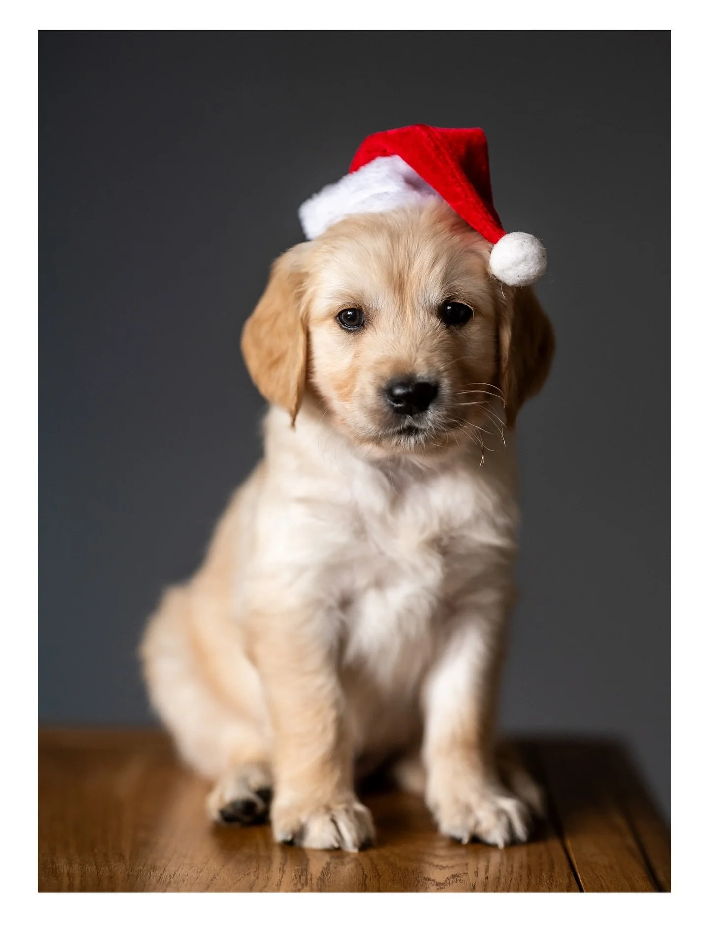 A beautiful and festive way to end the year - a photoshoot for Nelly and her 6 week old puppies - Merry Christmas! 🎄🎅🥰🐶
.
.
#puppyphotoshoot #puppyphotography #goldenretriever #goldenretrieverpuppy #yorkshiredogphotographer