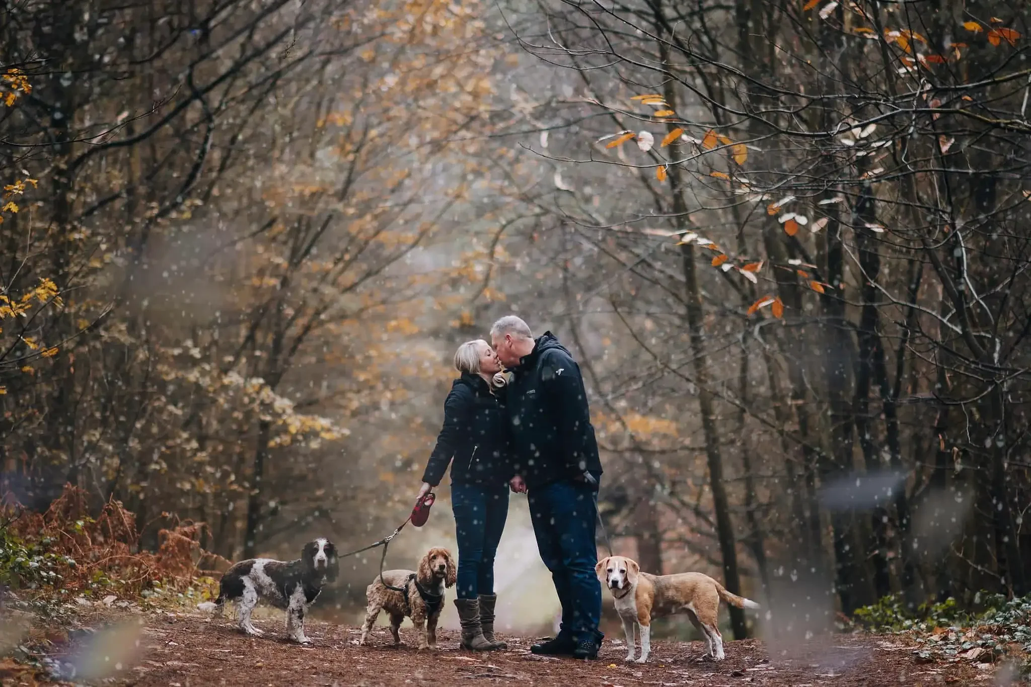 Couple and their three dogs (Cocker Spaniel, Springer Spaniel, and Beagle) during a snowy woodland walk.
