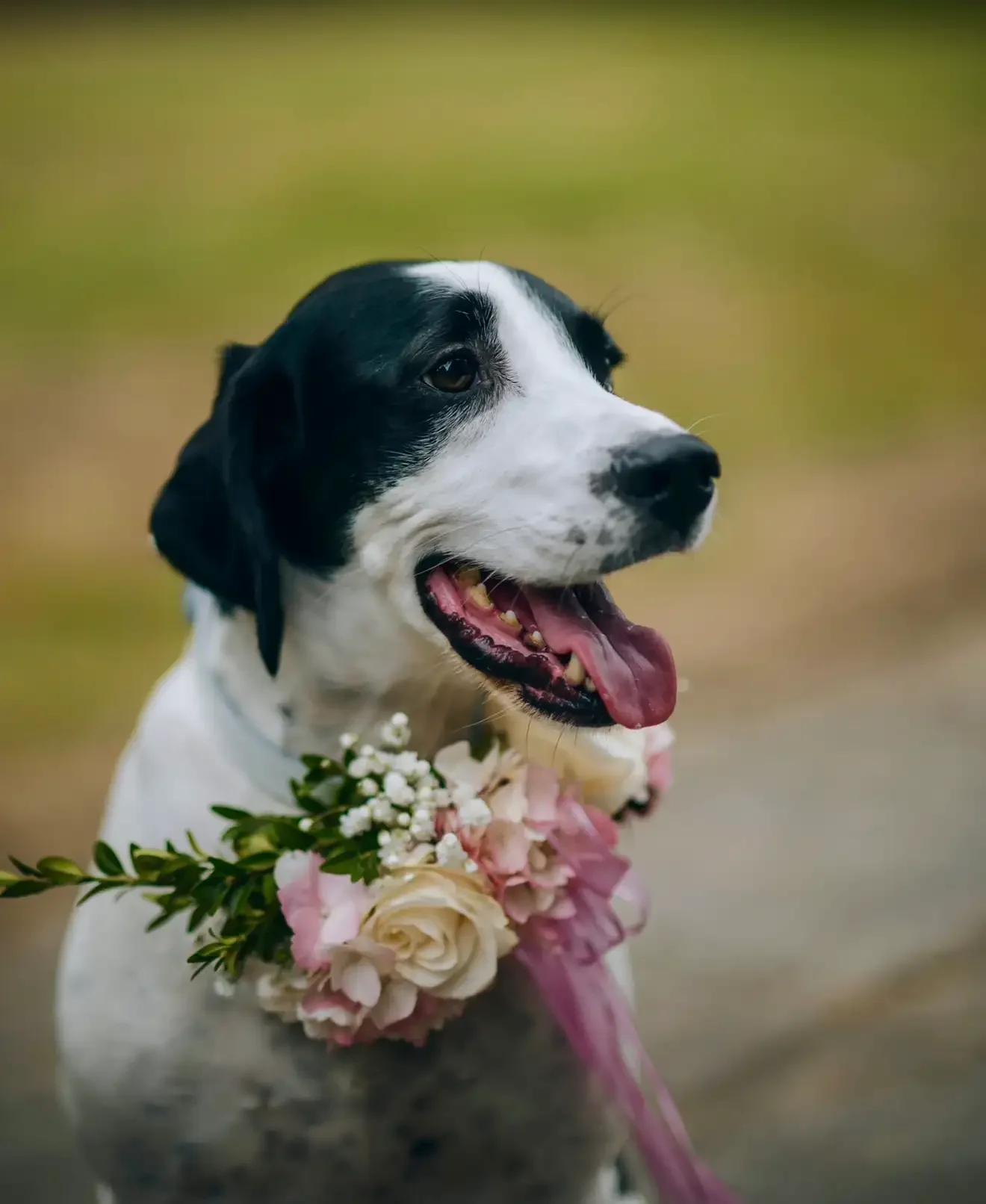 Close-up of a smiling Pointer cross dog wearing a detailed blush pink and white floral wedding collar.