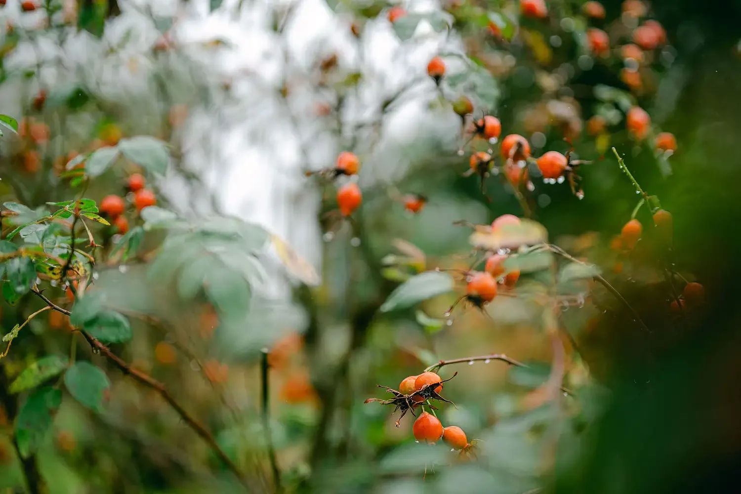 Sunlight & Raindrops: Jess & Chad’s Atmospheric Autumn Wedding at Hodsock Priory
