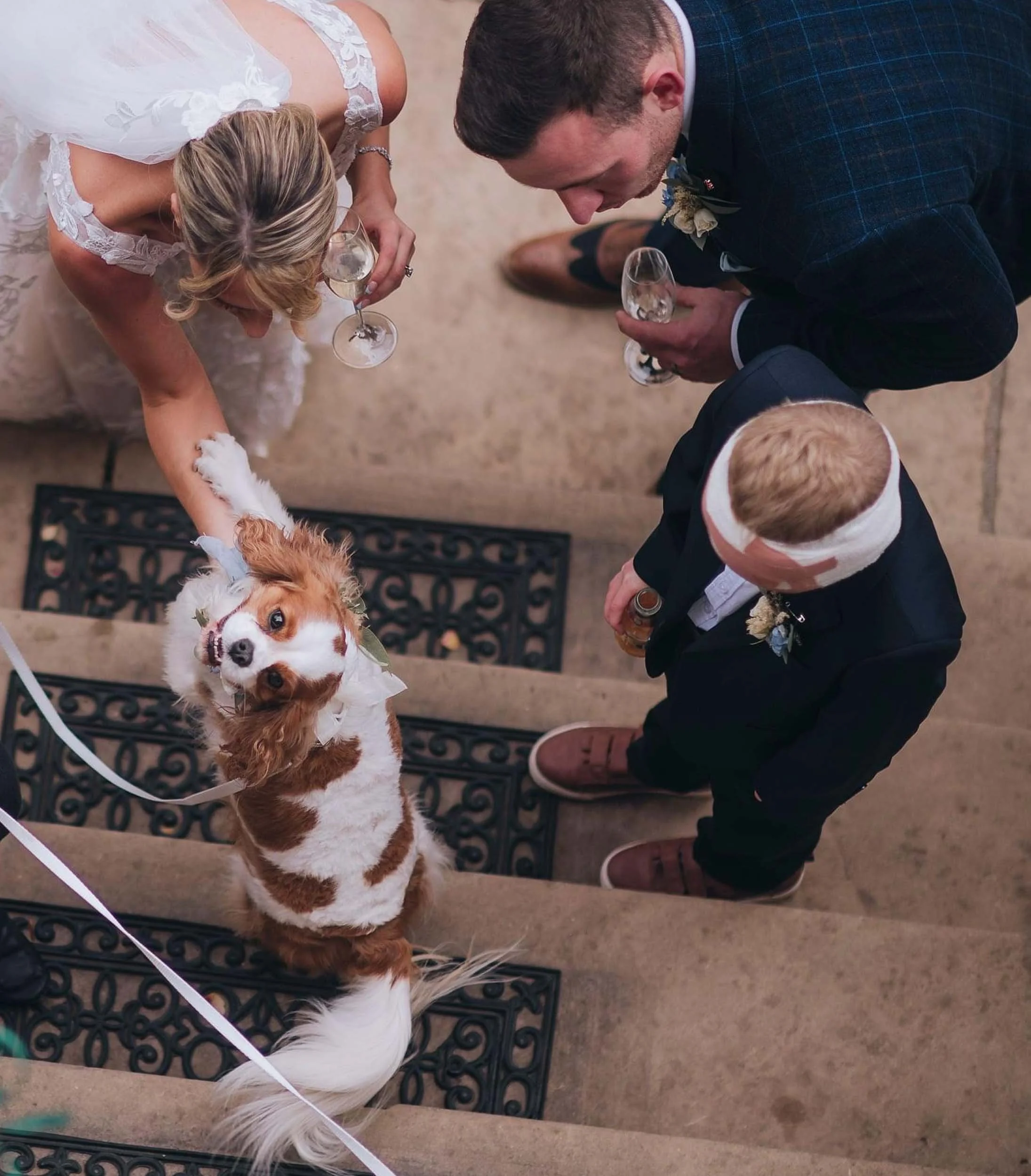A wedding scene with four people holding glasses and interacting with a friendly dog sitting on stairs.