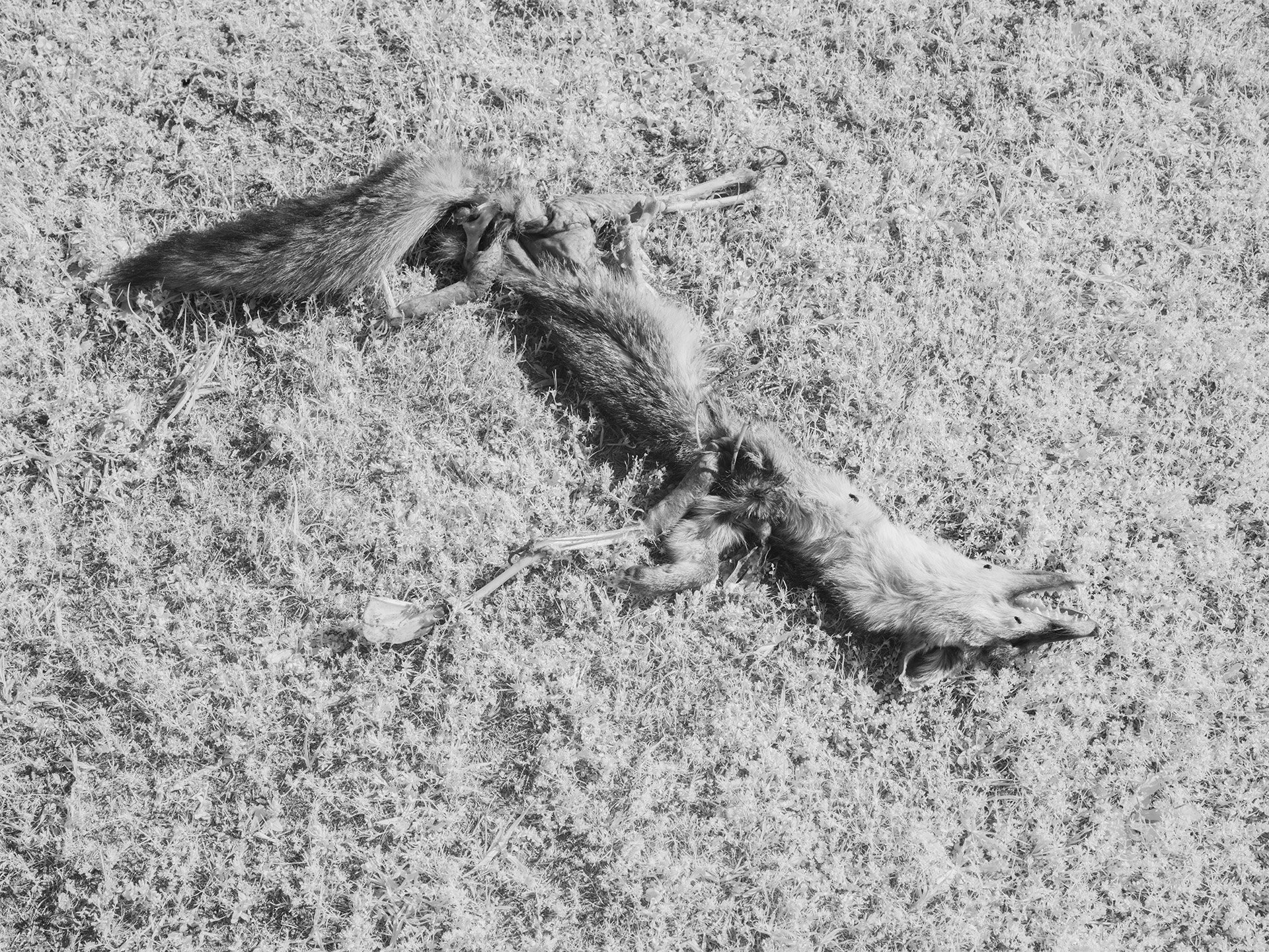 Memento Mori