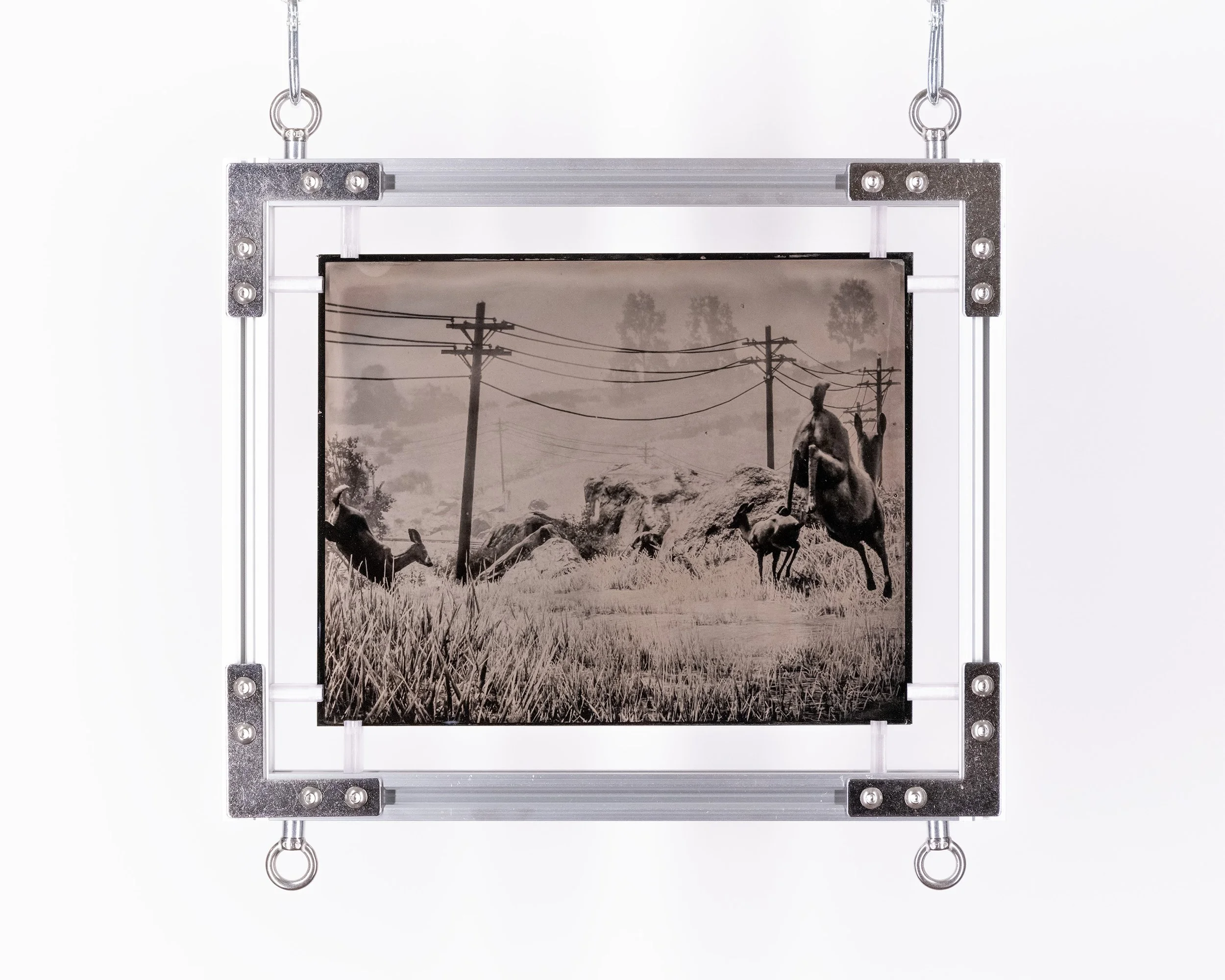 Untitled (Deer Run)