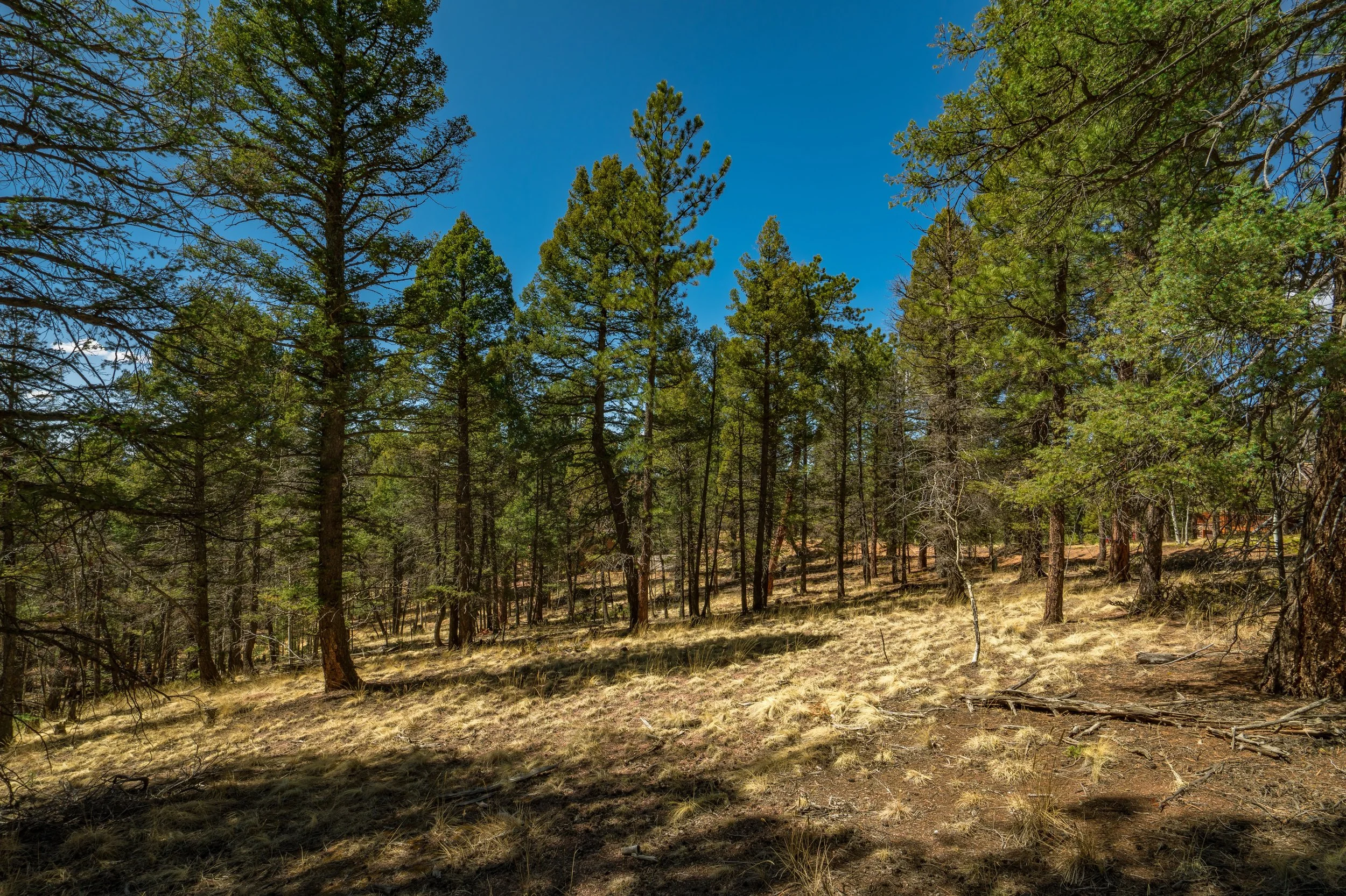 1061 Pinewood (6 of 41).jpg
