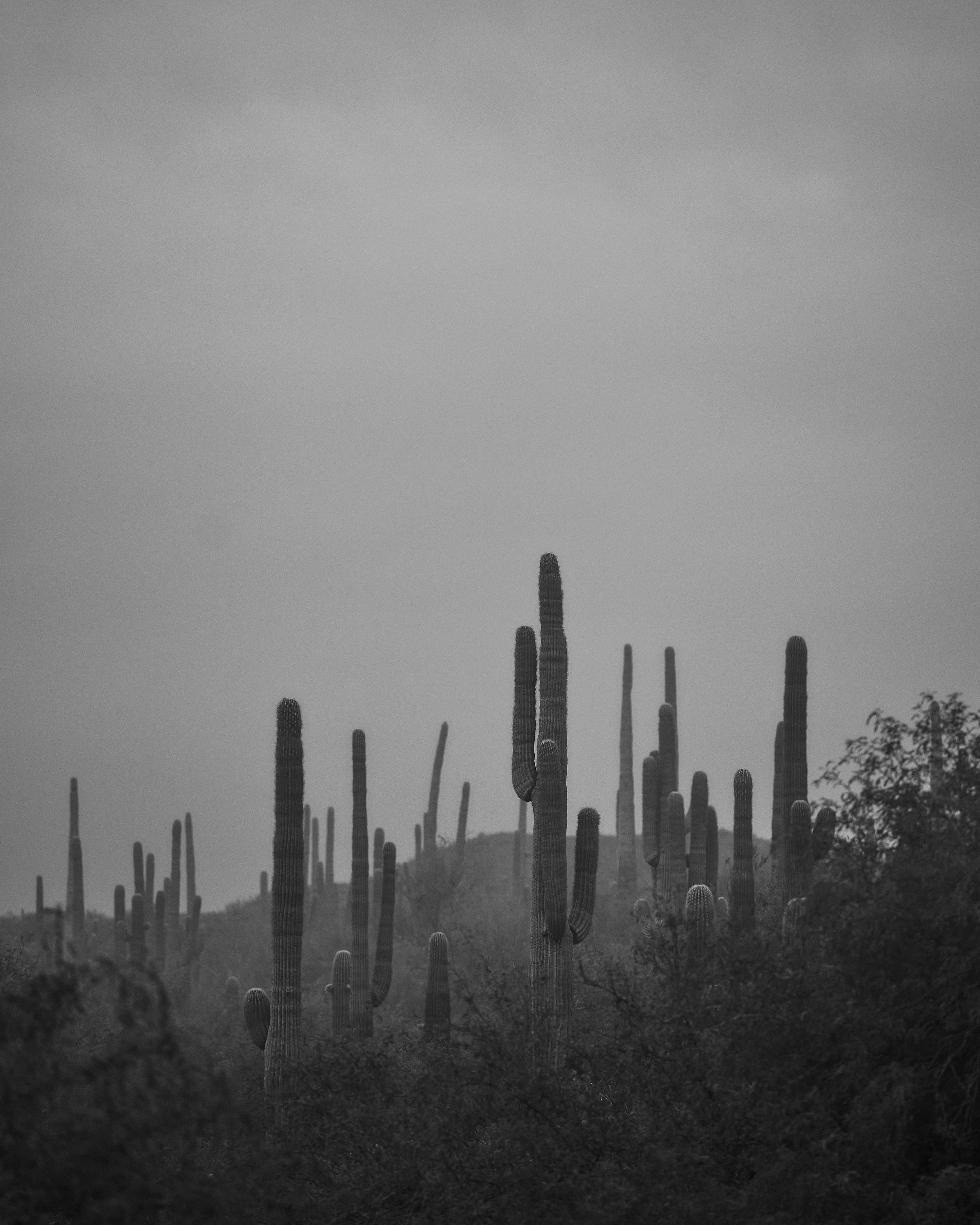 A black and white photograph of a desert landscape featuring numerous tall saguaro cacti spread across the scene.