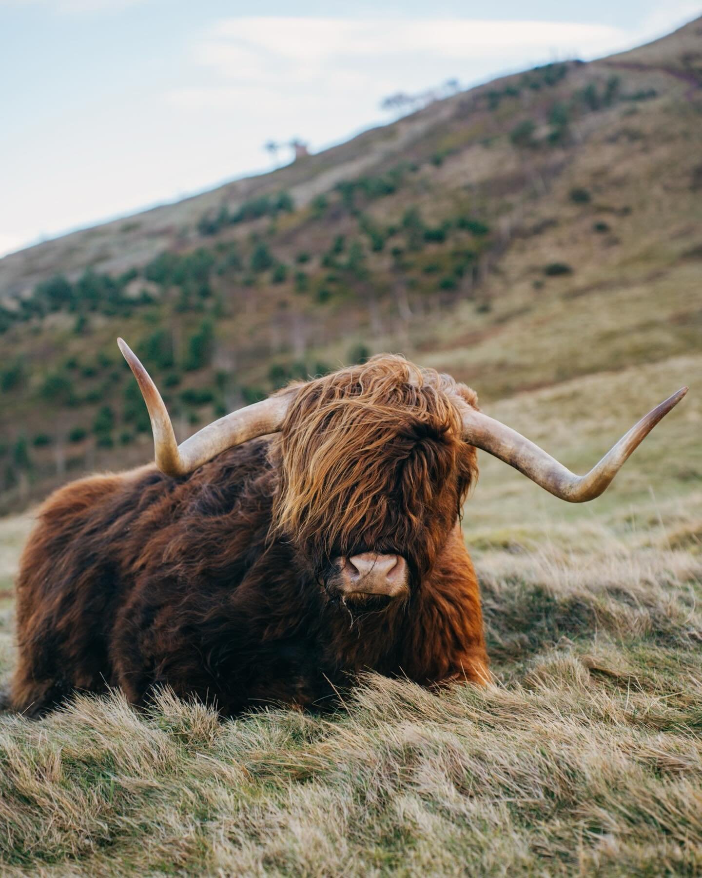 (Not so) wee hairy beasts!