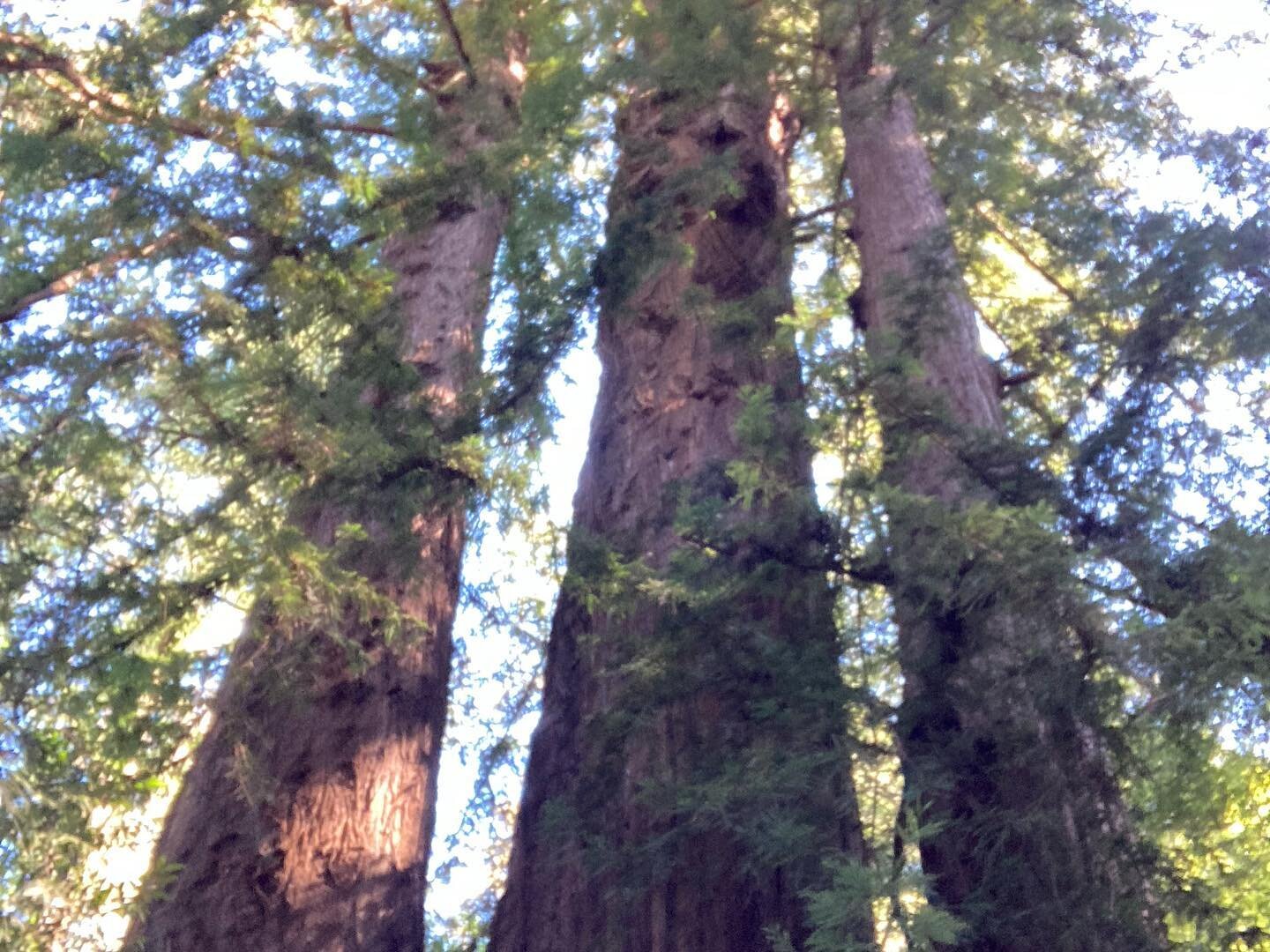 Redwood forest. These giant trees are so beautiful.