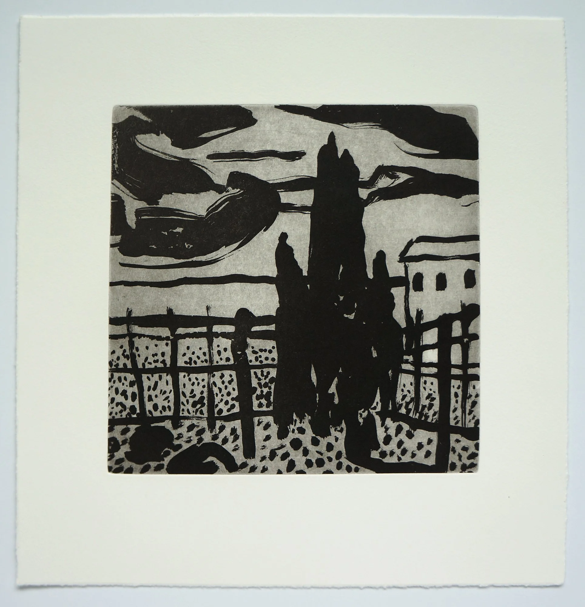 False Cypress (2025), sugar lift aquatint, 13X12.5"