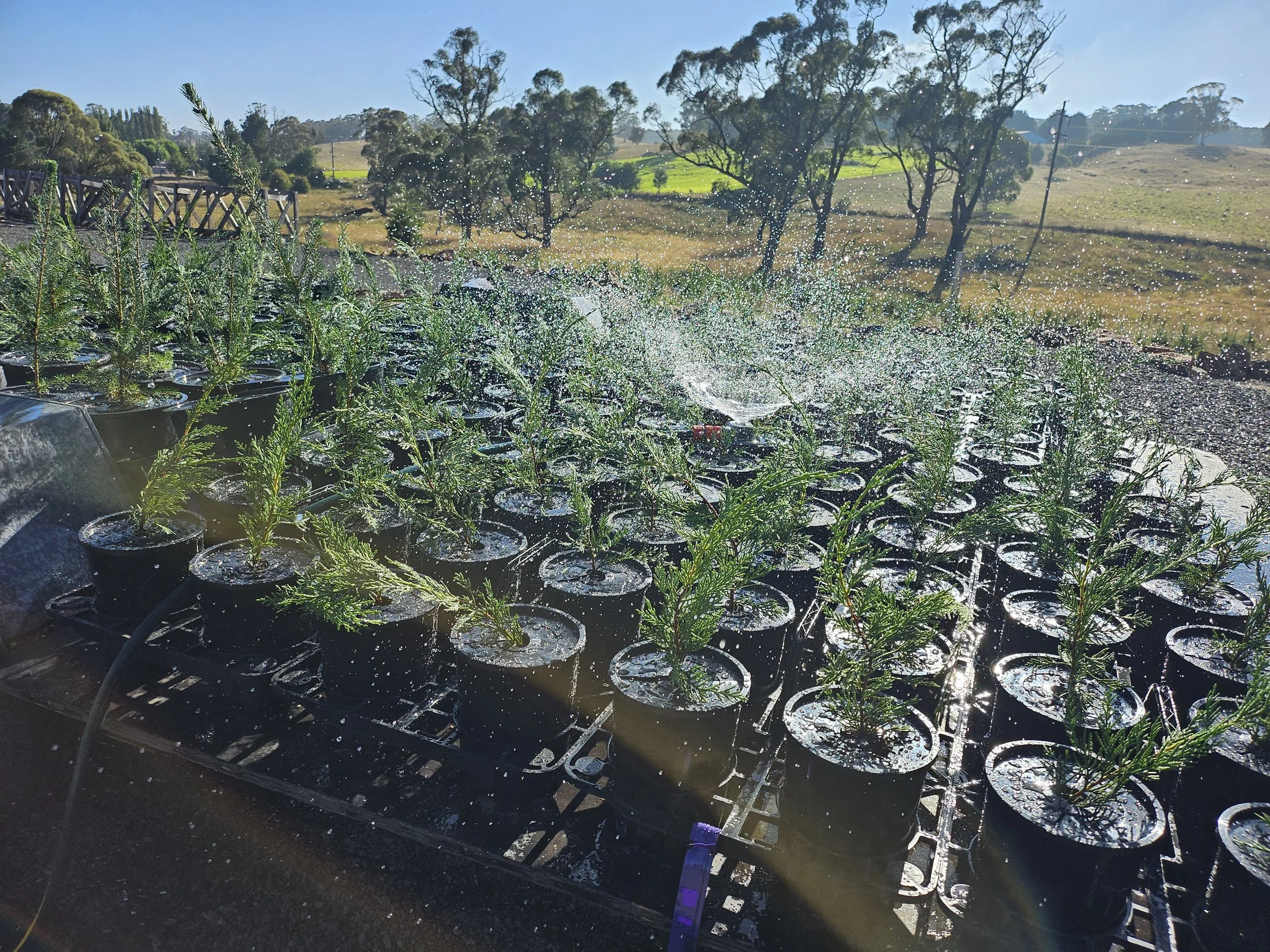 Weeding is now a Non-issue