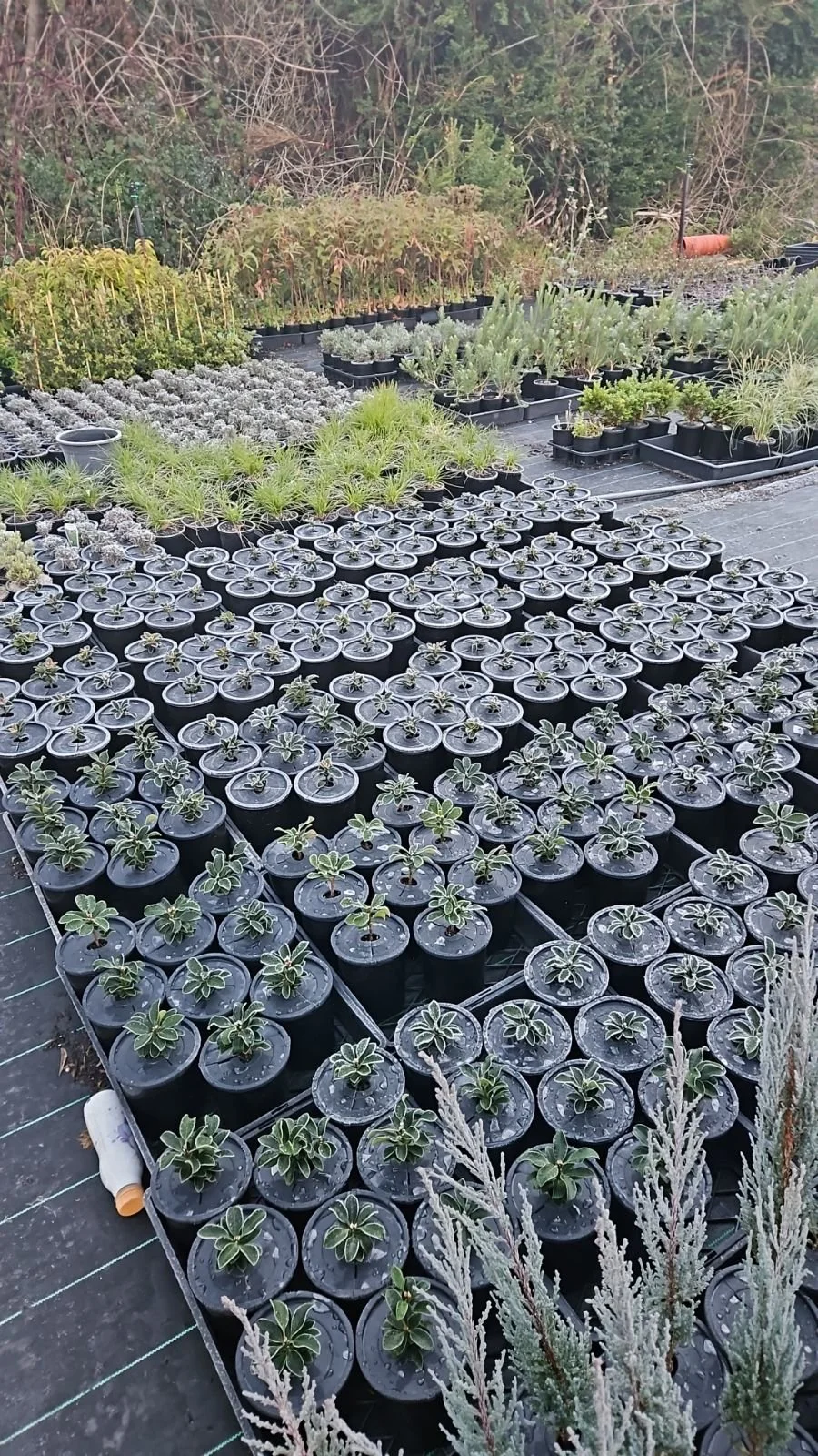 Herbicide free - Healthier Plants