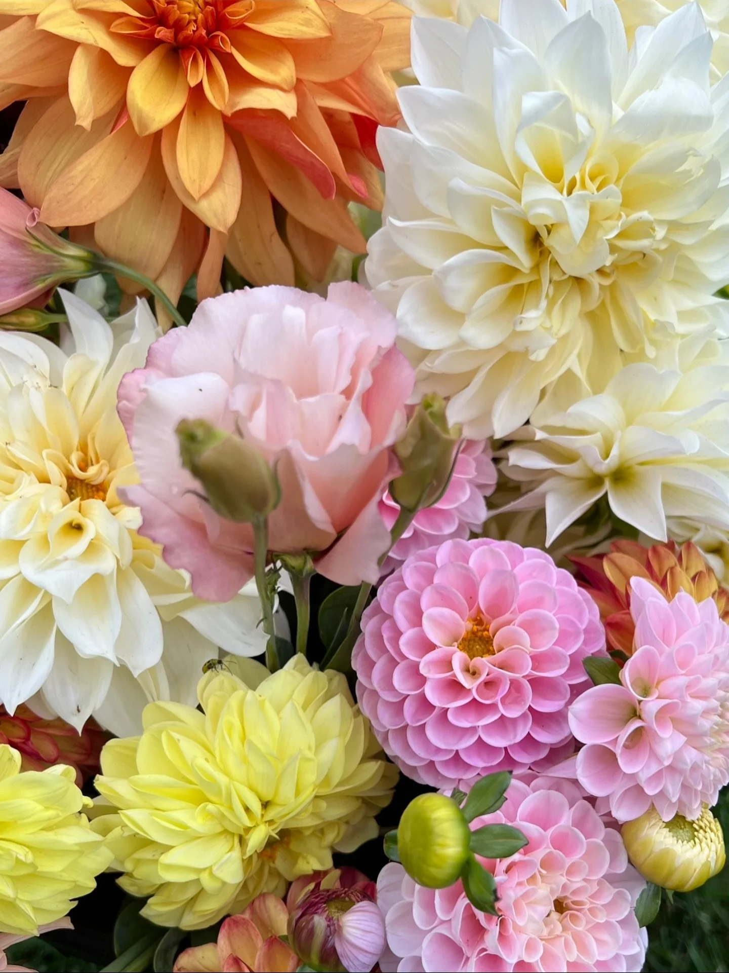 ✨ Dahlia Grand Finale ✨
Did you know dahlias put on their most spectacular show when there are about 12 hours of daylight? On September 25th, we will have exactly that — making the two weeks before and after the absolute peak of dahlia season!