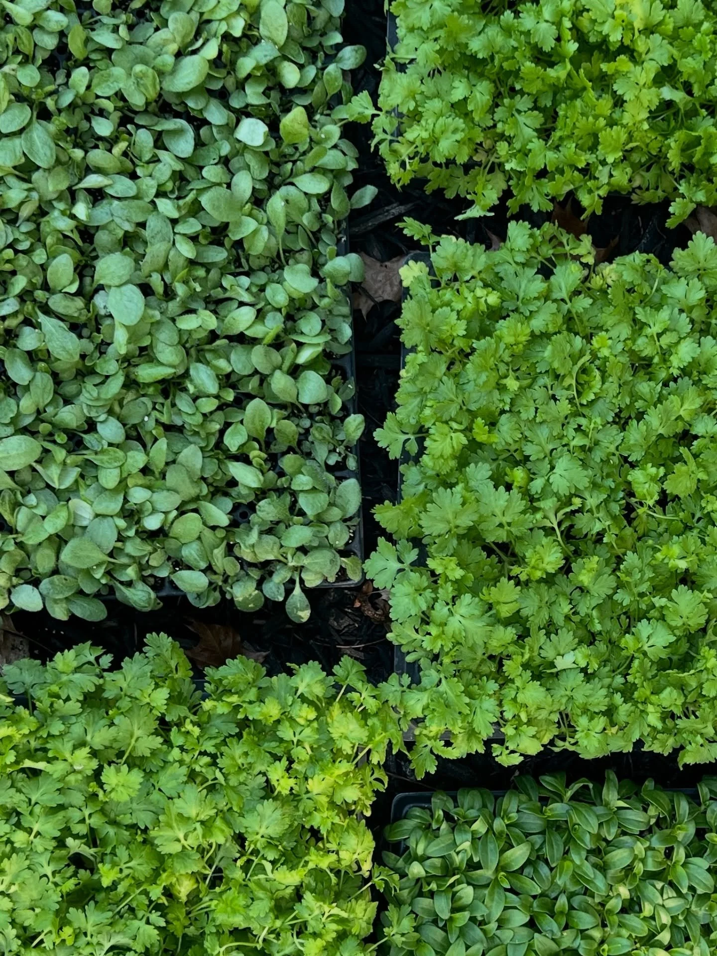 🌸 Happy Flower Friday! 🌸
It’s October, and we’re already planting for a beautiful 2026 season! 🌱✨
These little green seedlings may look tiny now, but they’ll spend the winter growing strong beneath the surface and ready to bloo