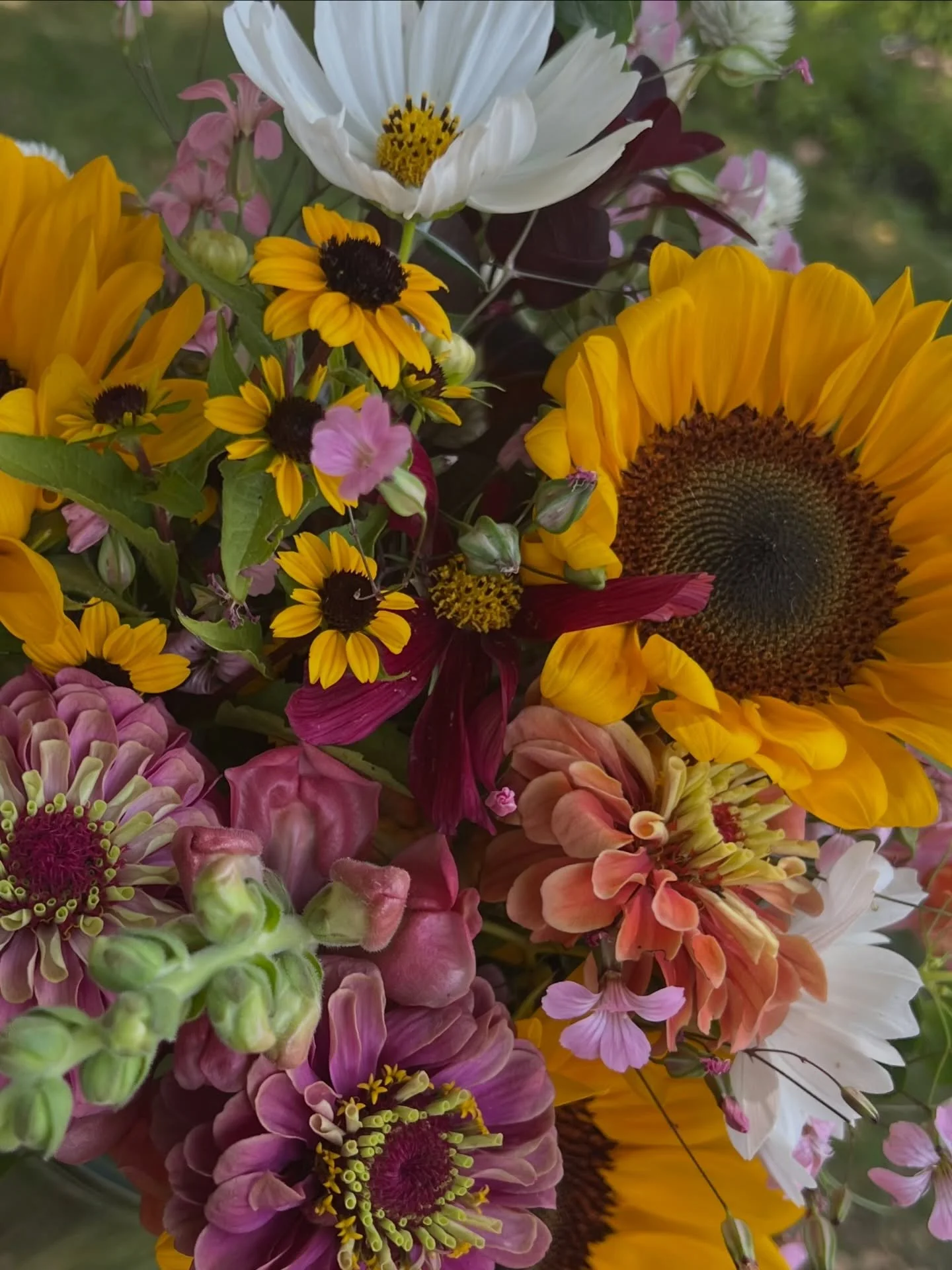 What&rsquo;s growing in 2026?
A whole season of color!

Specialty daffodils
Colorful tulips
Rows and rows of peonies
Cottage‑style summer bouquets
Dahlias in every shade of sunset

Details on how to grab your perfect bouquet coming soon 

Here&rsquo;