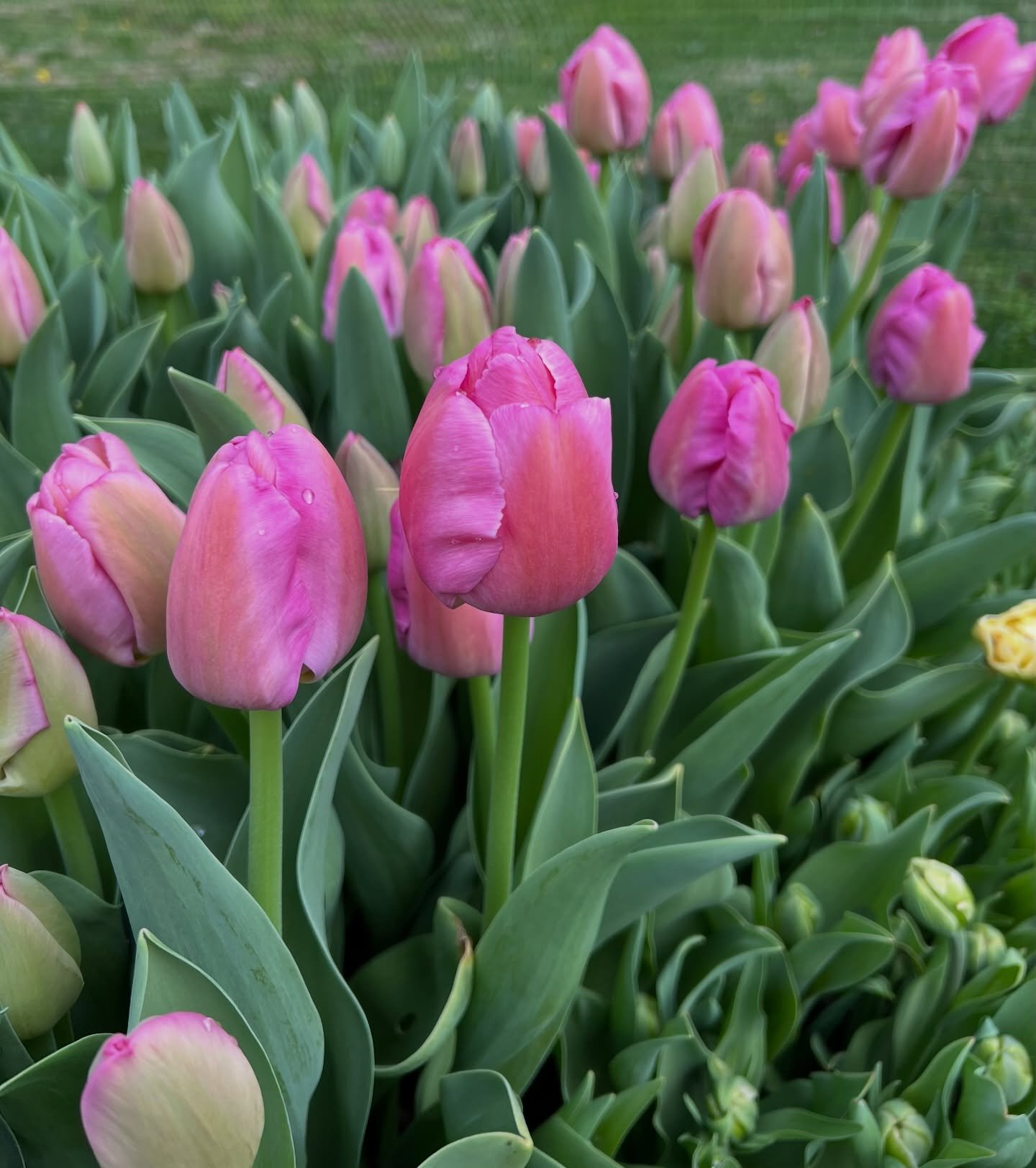 🌸 Happy Flower Friday

With a winter storm rolling in this weekend, I hope you are staying warm, safe, and tucked in with something comforting.

Just a little reminder &hellip; only 56 days until spring.

#NewAlbanyOhio
#WestervilleOhio
#ColumbusOhi