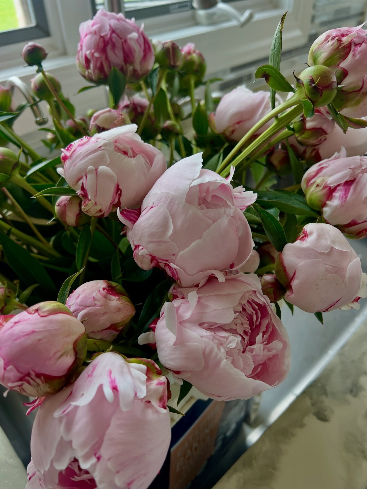 🌸 Happy Flower Friday
While everything else is shivering through these single‑digit days, the peonies are quietly loving it.
Cold winters = strong spring blooms.
A little reminder that good things grow even in the freeze.

#HappyFlowerFriday
#OhioFl