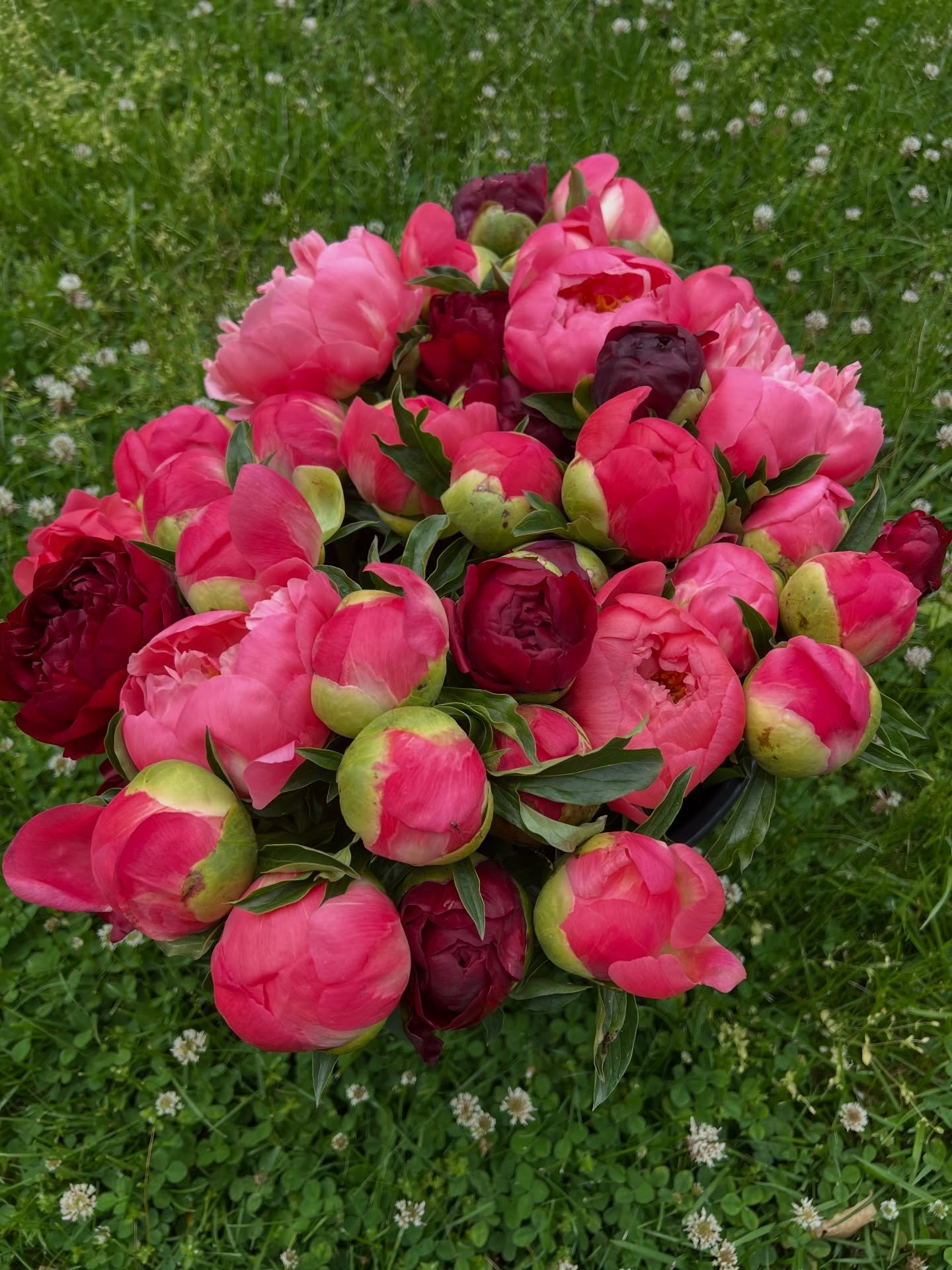 Roses are red, violets are blue&hellip;
flowers bring joy all season through.

Happy Flower Friday, friends.❤️

If you want a Valentine&rsquo;s gift that keeps blooming, our Flower Club subscriptions are a lovely place to start. 

Details listed in o