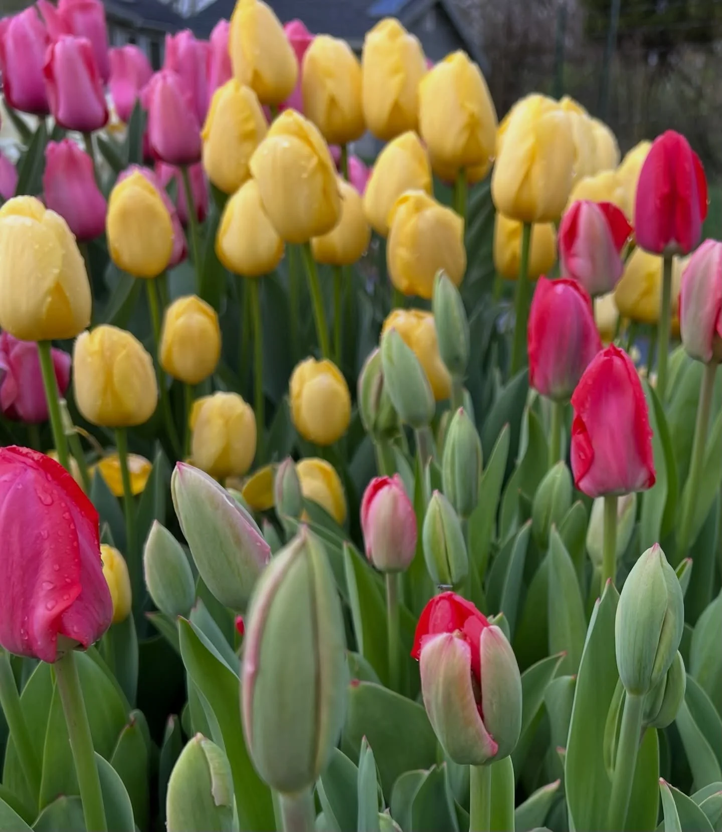 Happy Flower Friday 🌸

We are in that weird weather time of on, off, on off with the row covers.  Good news is we are seeing the first hints of green starting to peek through. Lots of flower joy coming soon! 

Hi! 👋 I&rsquo;m Jamey and I grow seaso