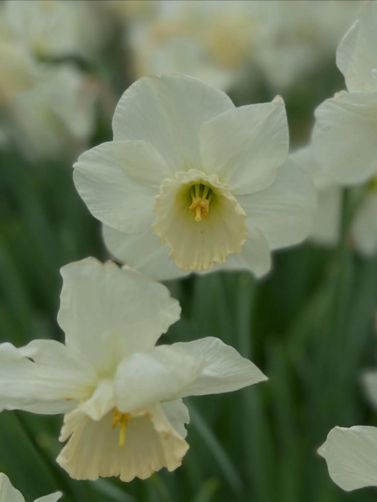 Happy Flower Friday 🌸

My patch of white daffodils are just the sweetest and a little reminder that spring is on the way.