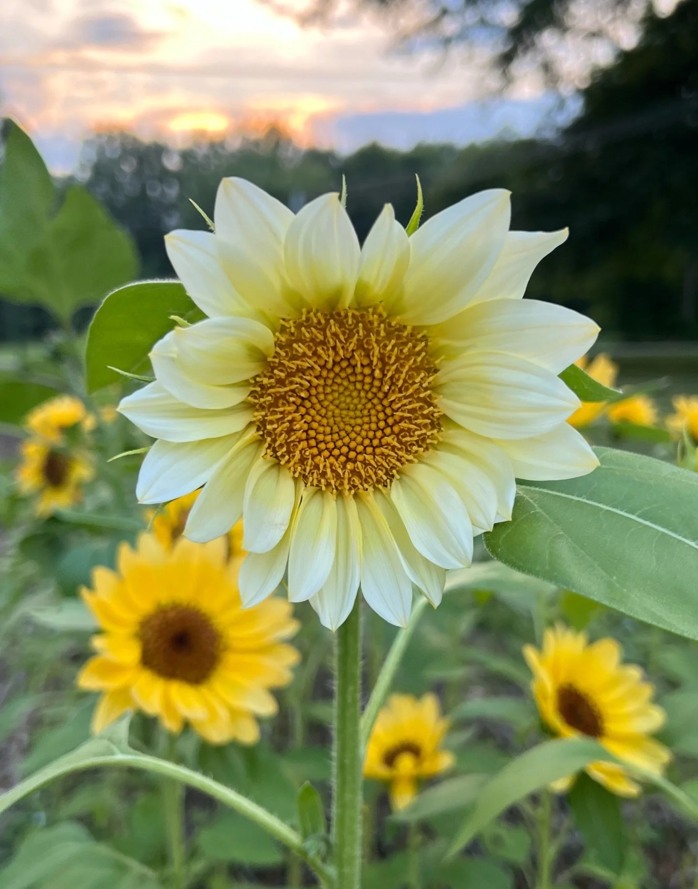 🌸 Fun Fact: 

Whether you&rsquo;re measuring a bike tire, a dinner plate or a sunflower when you divide the distance around the edge by the distance straight across the middle, and you&rsquo;ll always land on the same number: &pi; &asymp; 3.14159

H