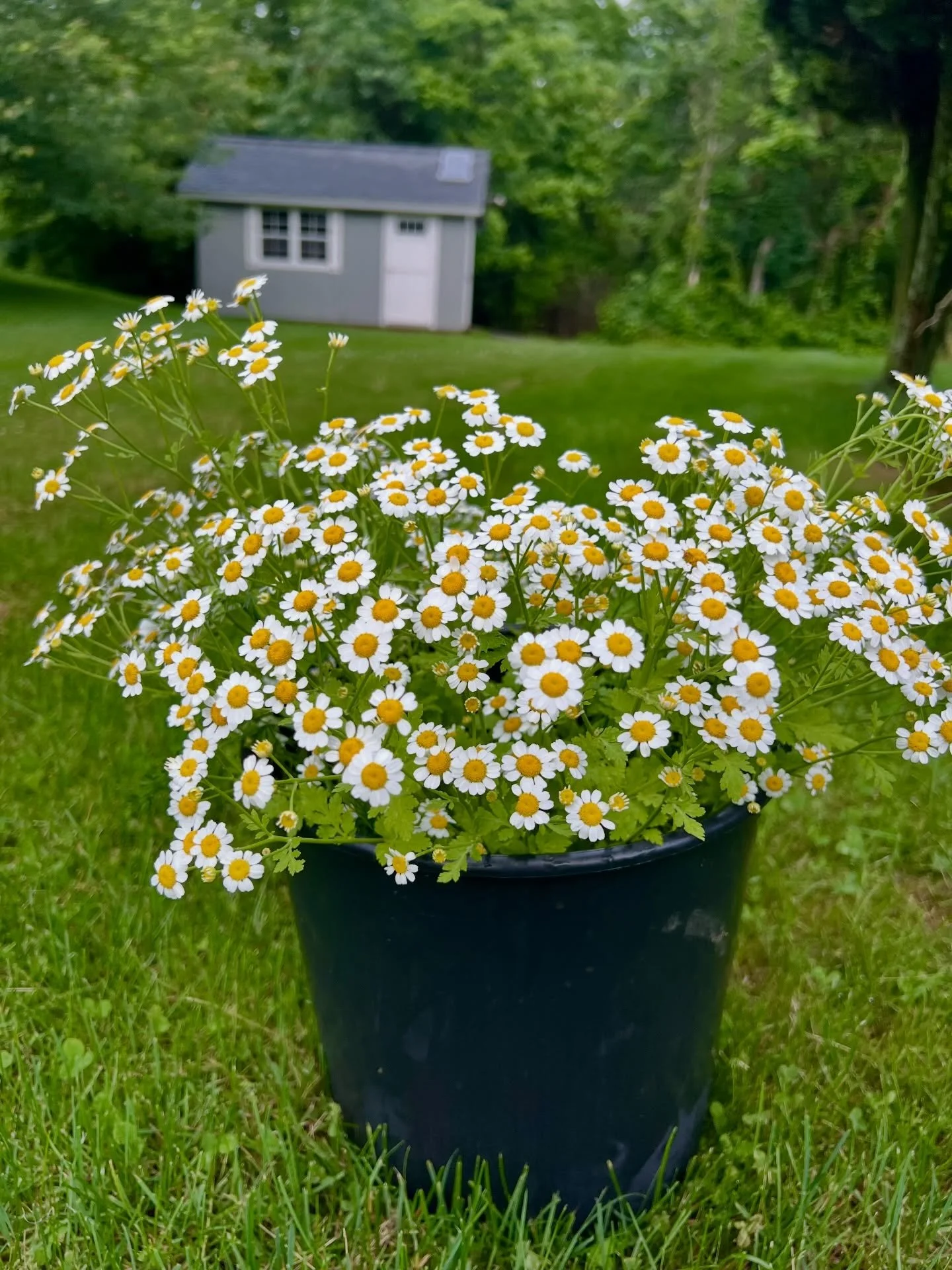 Cool flowers 💙 are the ones that actually enjoy growing in cooler weather. 

Feverfew is a cool flower and one of my favorites. I plant it in the fall and it quietly works on its roots all winter. Once spring arrives, it&rsquo;s ready to pop up with