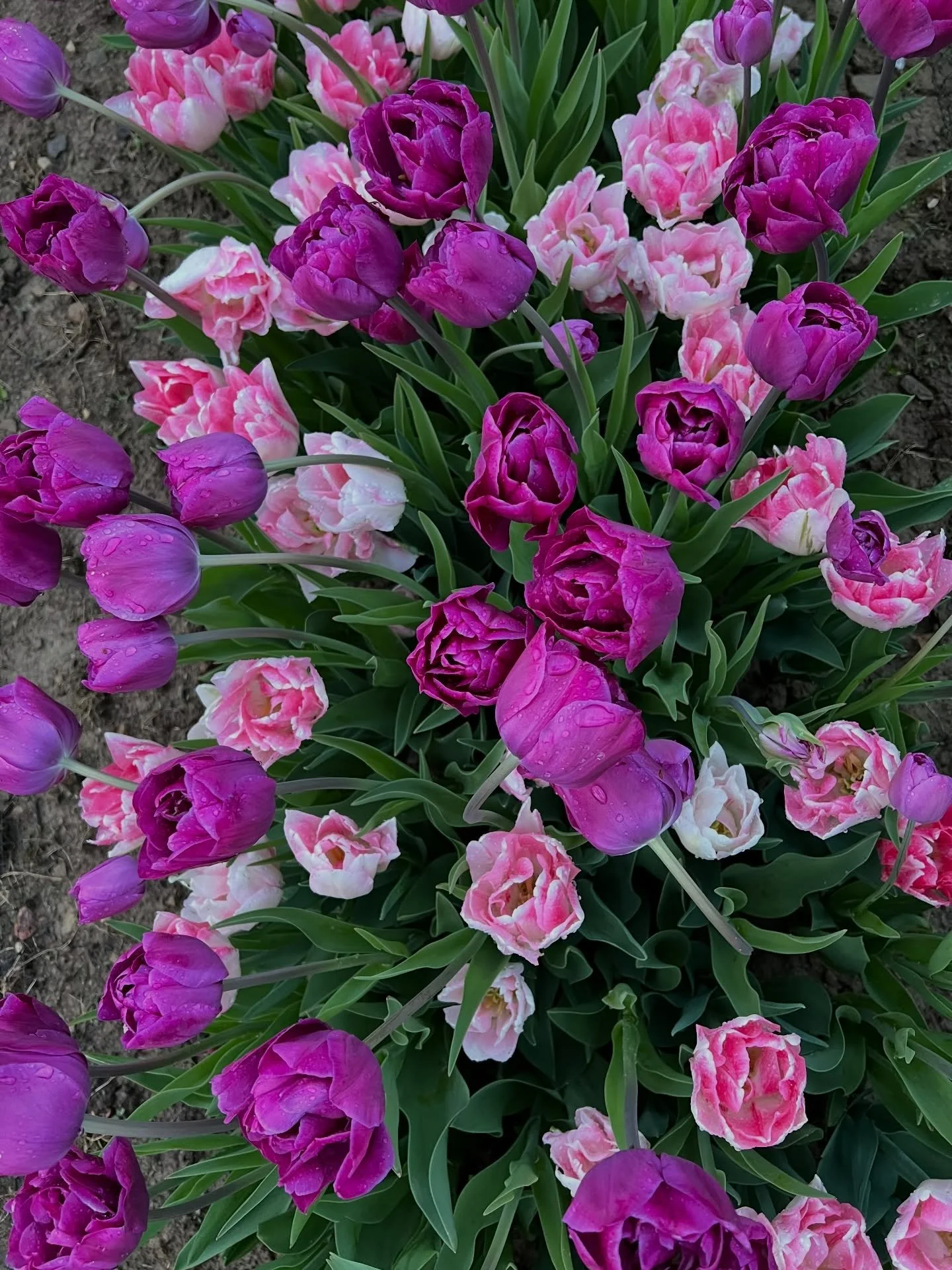 🌸 Happy Flower Friday

It&rsquo;s  official! Happy first day of spring.  We made it through the long winter days and I&rsquo;m over here celebrating all the tiny buds

If you get excited about the first little pop of green, welcome to the club and d