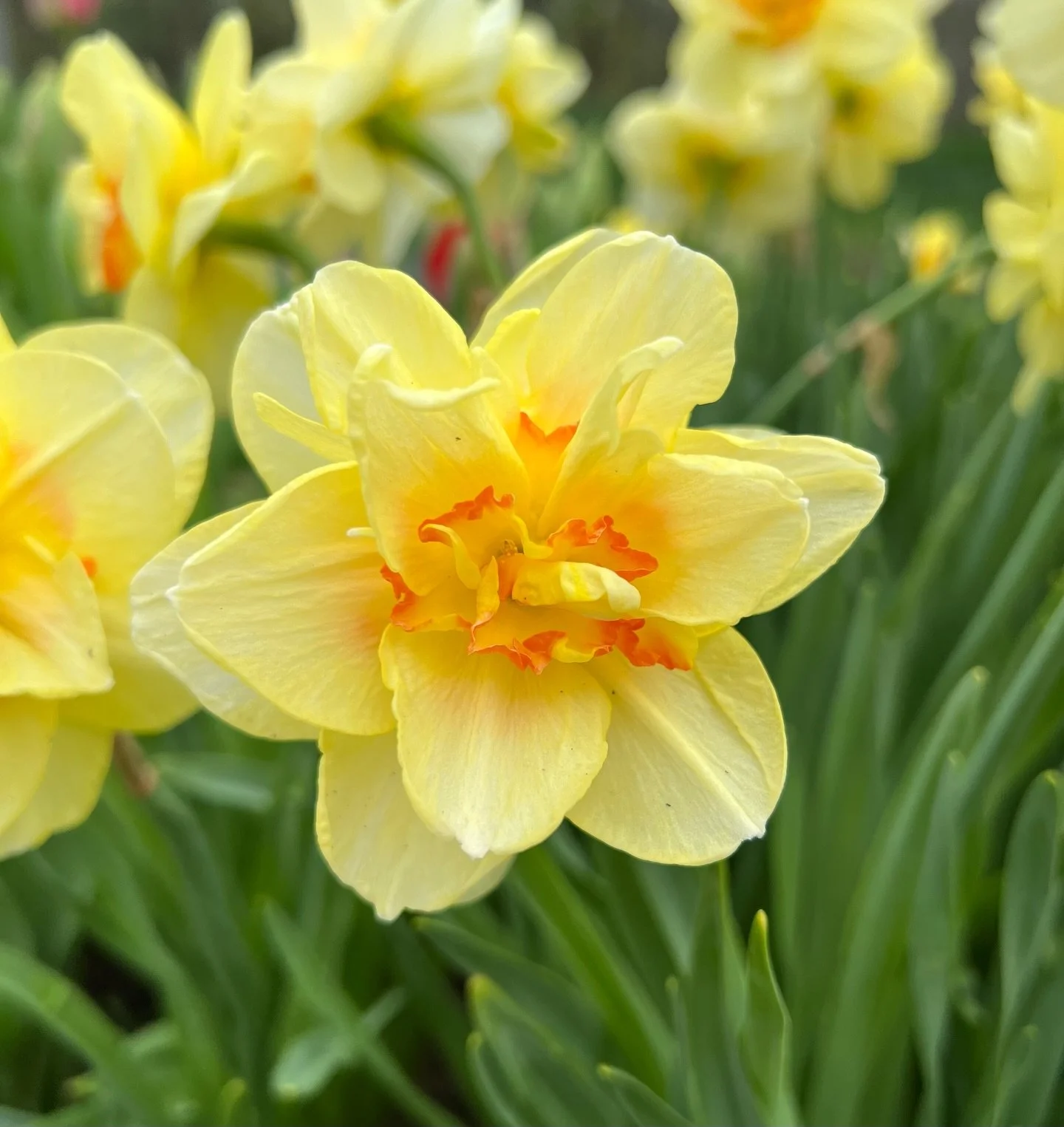 There&rsquo;s something about their bright faces and sunny colors that make you smile without even trying 💛