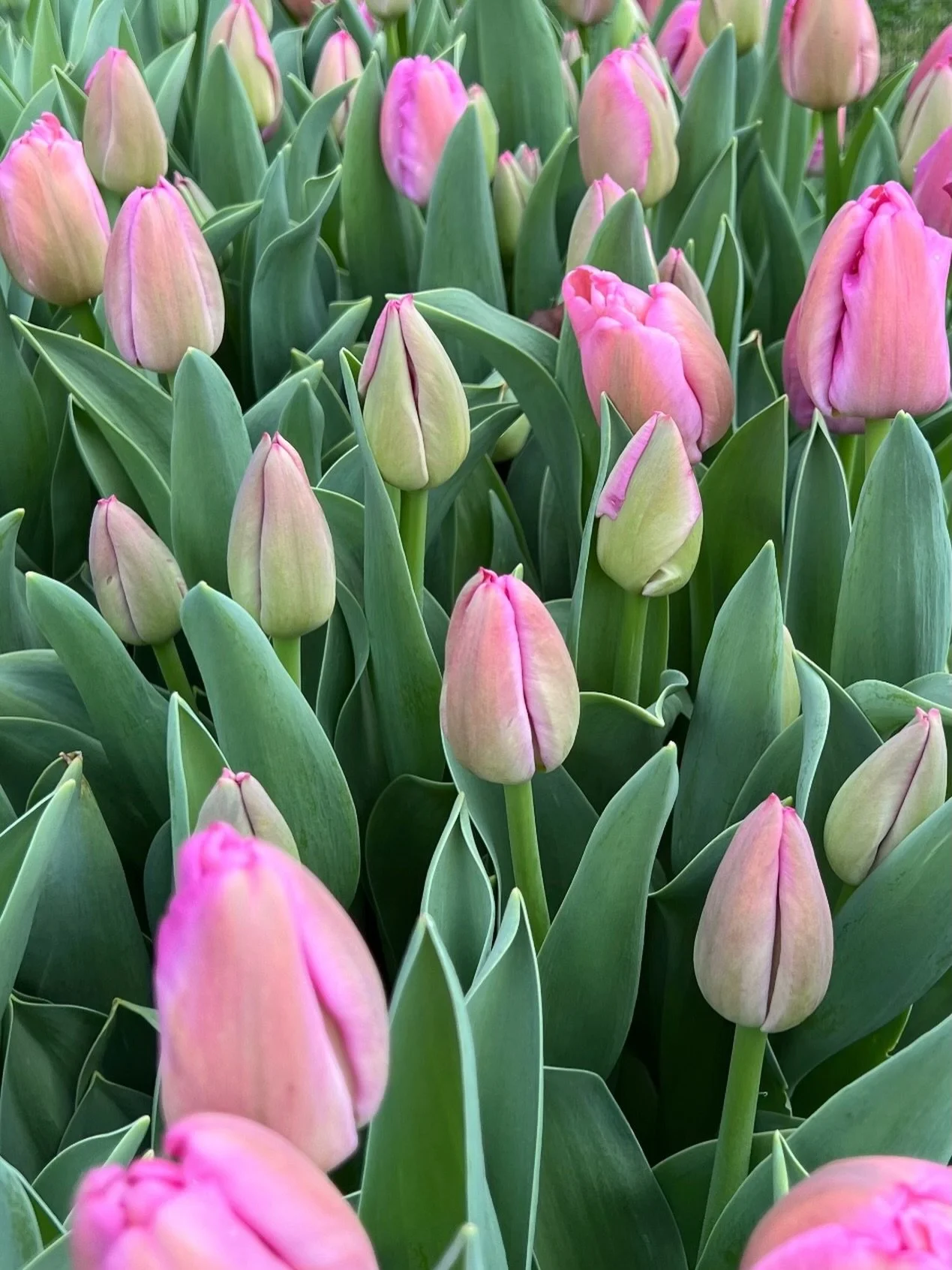 🌷Tulips in Spring - Yes Please! 

Looking for the longest vase life for your tulips? Pick them at the &ldquo;color crack&rdquo; stage. Look for the color starting to show and the petals are beginning to crack open.  The magic of tulips is they will 