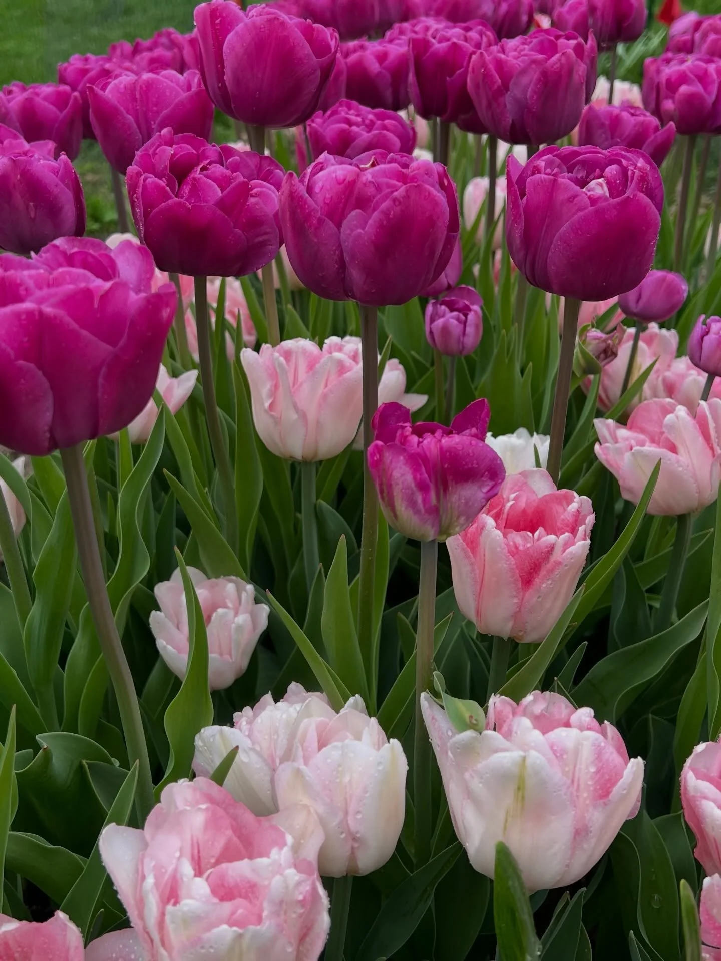 Whether you&rsquo;re gathering, resting, or just soaking in spring, flowers are there to celebrate right alongside you.

#NewAlbanyOhio #OhioFlowers #LocalBlooms #SpringInOhio #WindyHeightsFlowerFarm