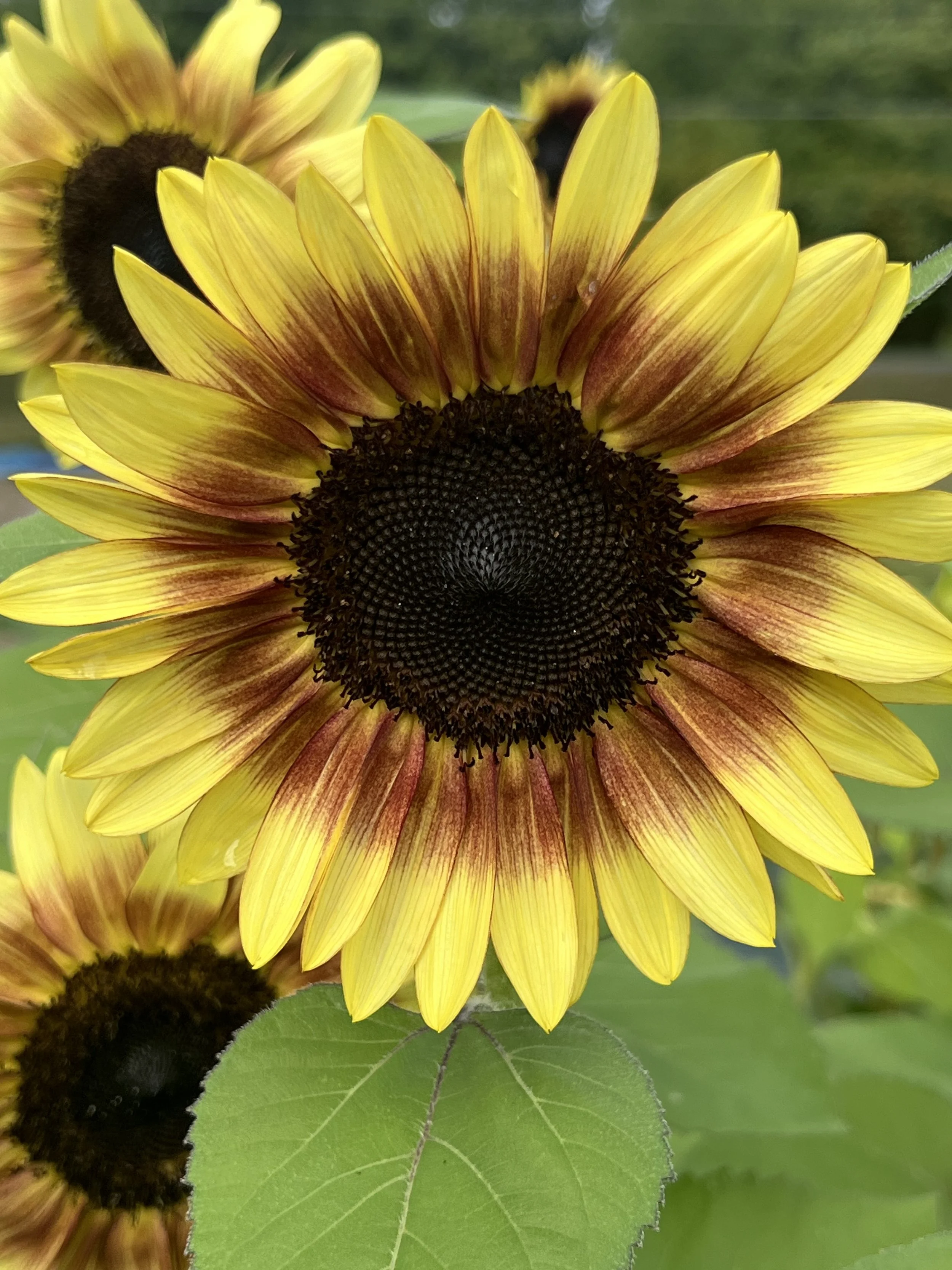 Photo Aug 29 2024, 10 50 17 AM.jpg