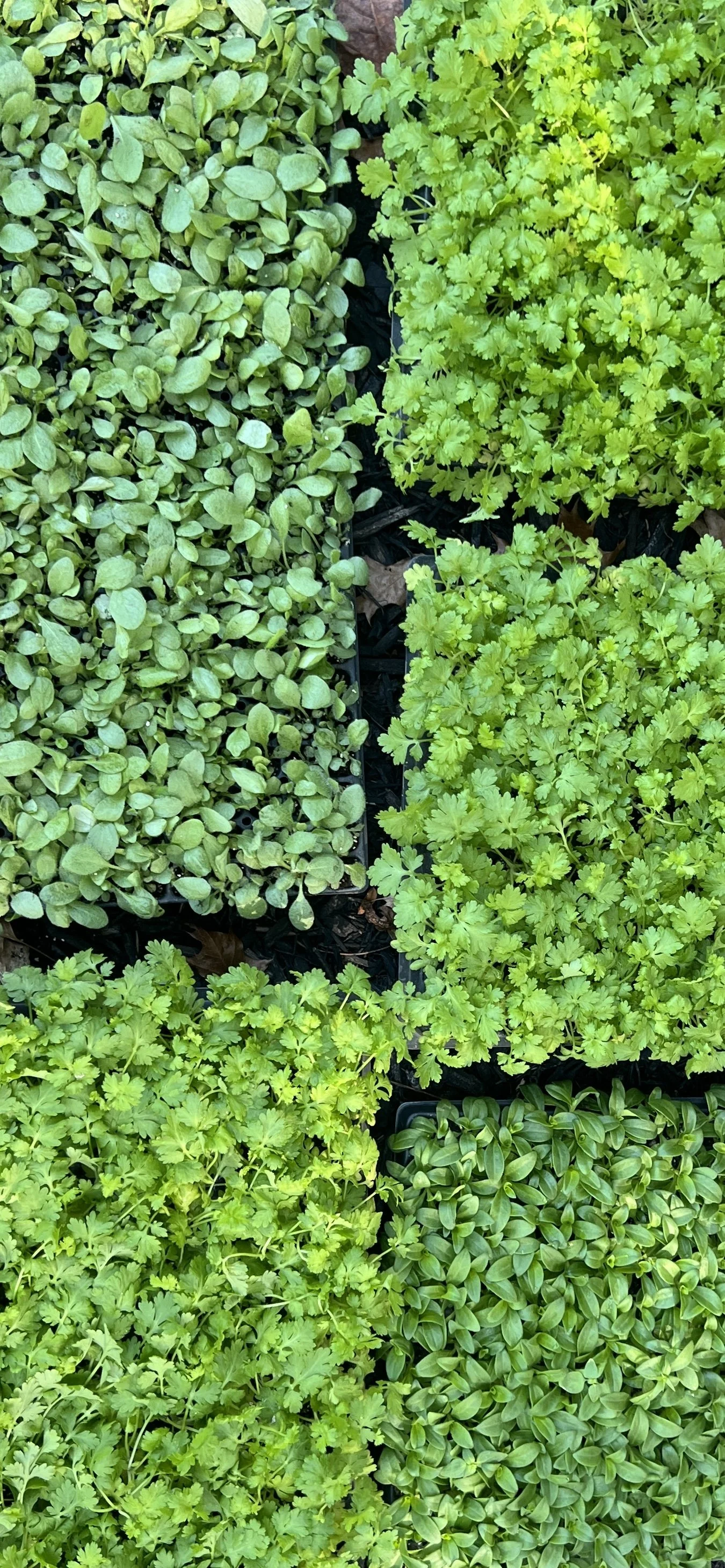 Photo Oct 11 2025, 12 46 07 PM.jpg