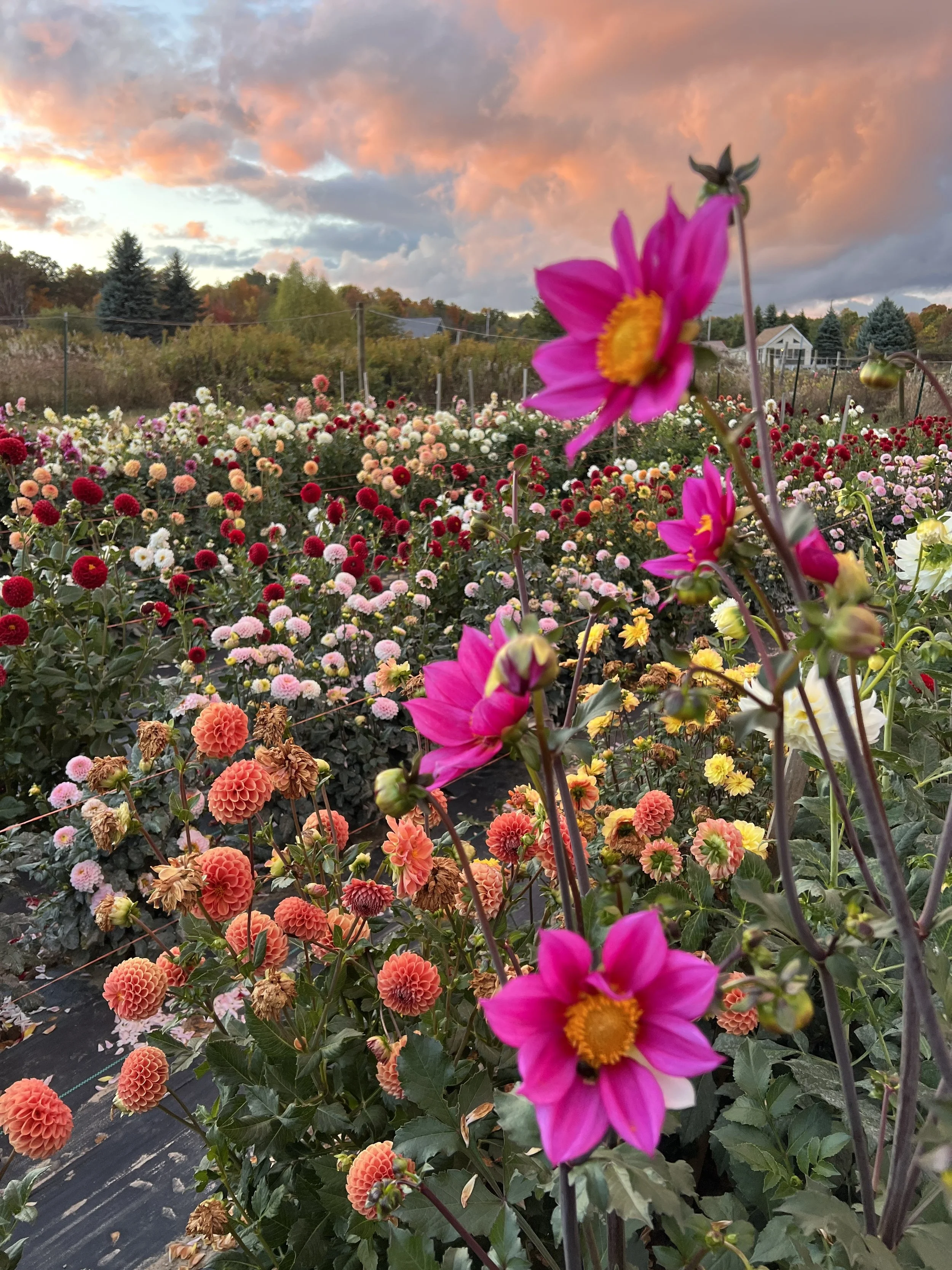 Photo Oct 08 2025, 6 32 32 PM.jpg