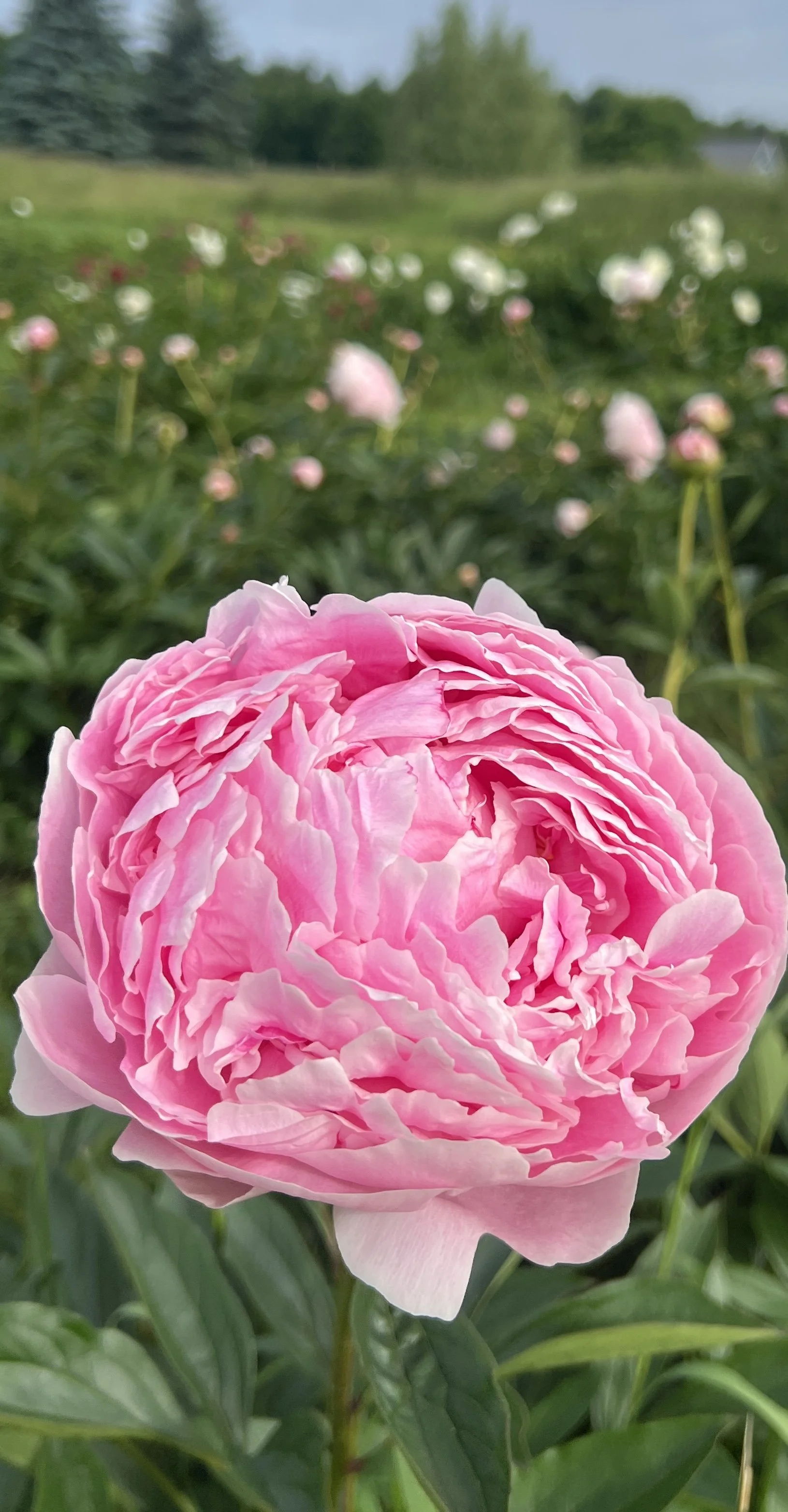 Photo Jun 17 2025, 8 10 45 AM.jpg