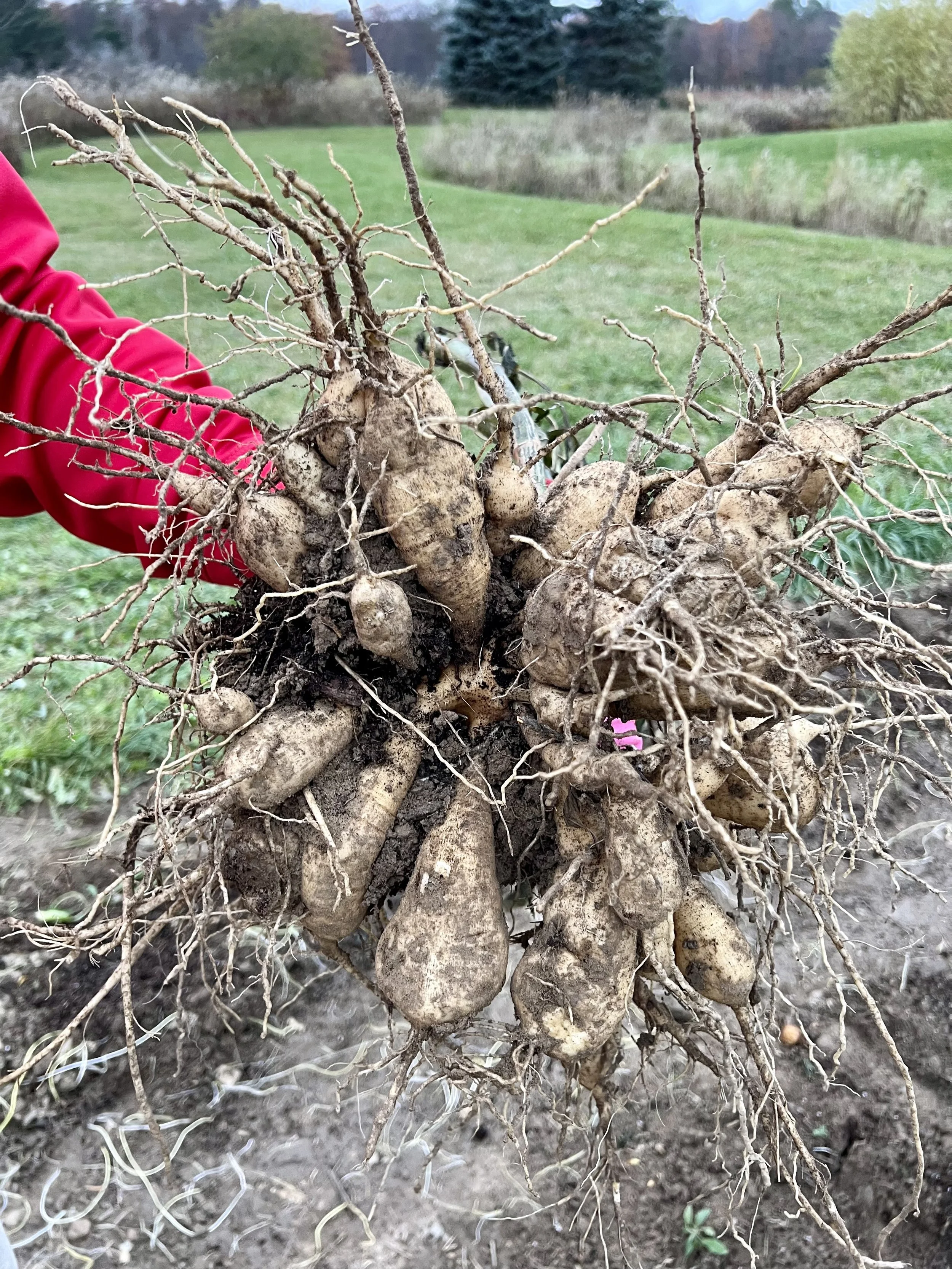 Photo Nov 04 2023, 5 35 37 PM.jpg