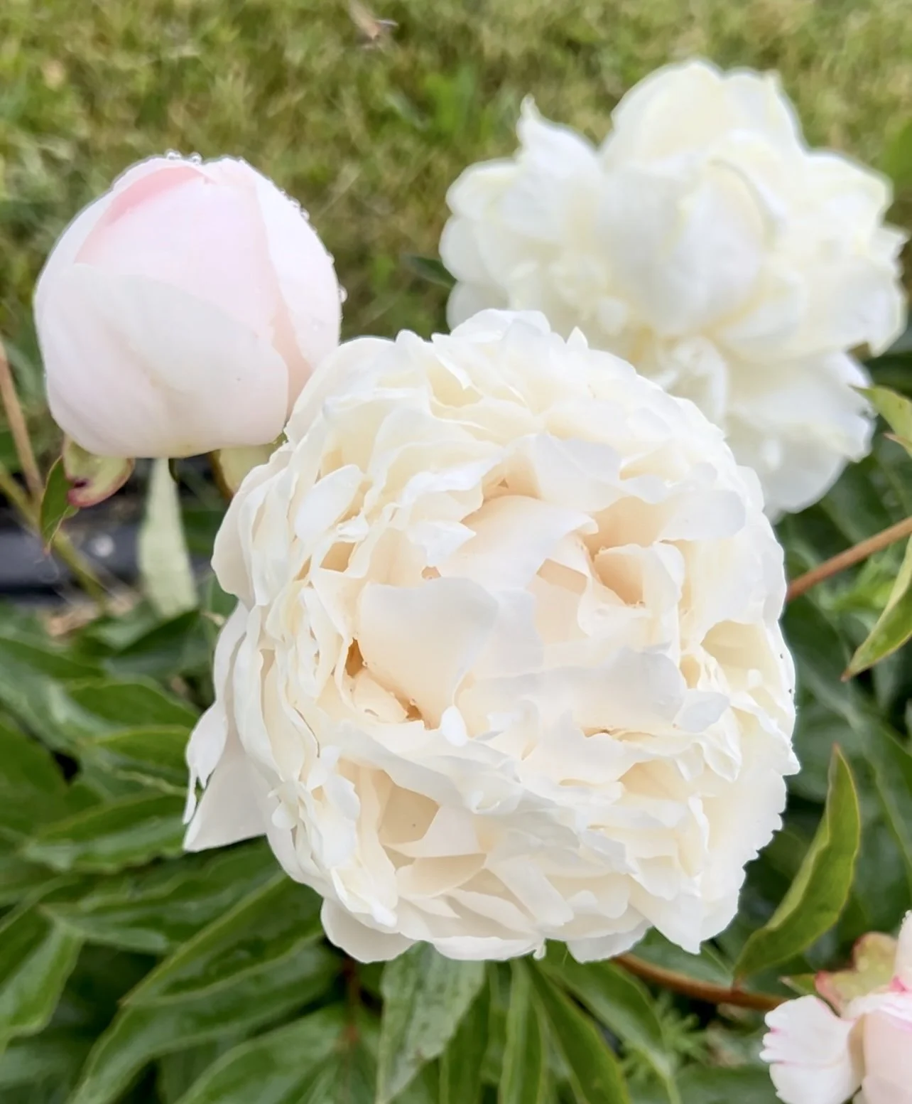 WHFF Peony - White.jpg