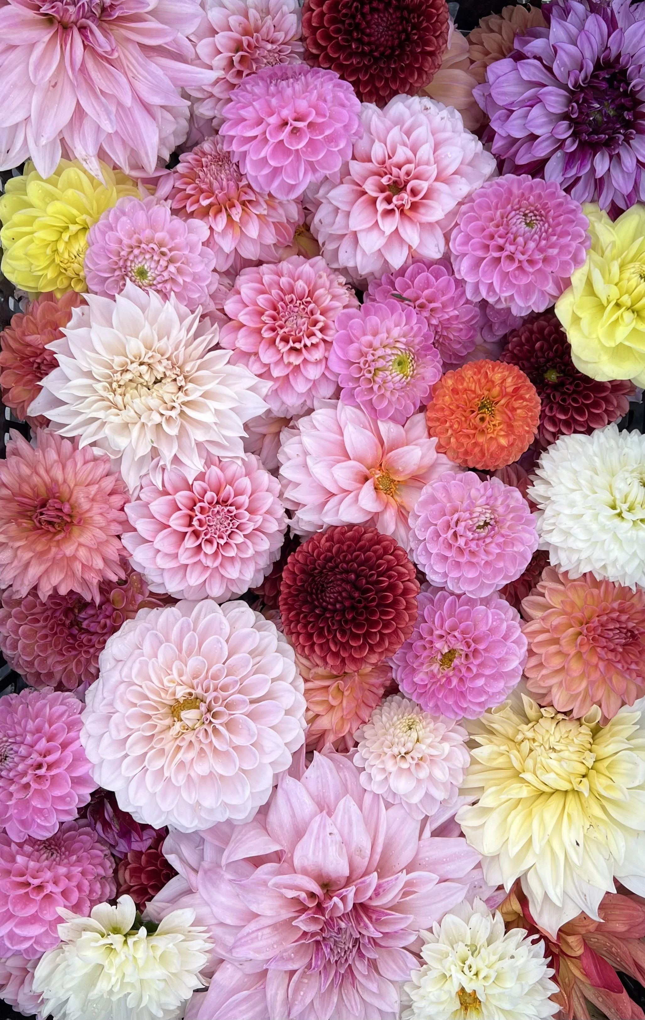 Photo Sep 02 2024, 9 48 07 AM.jpg