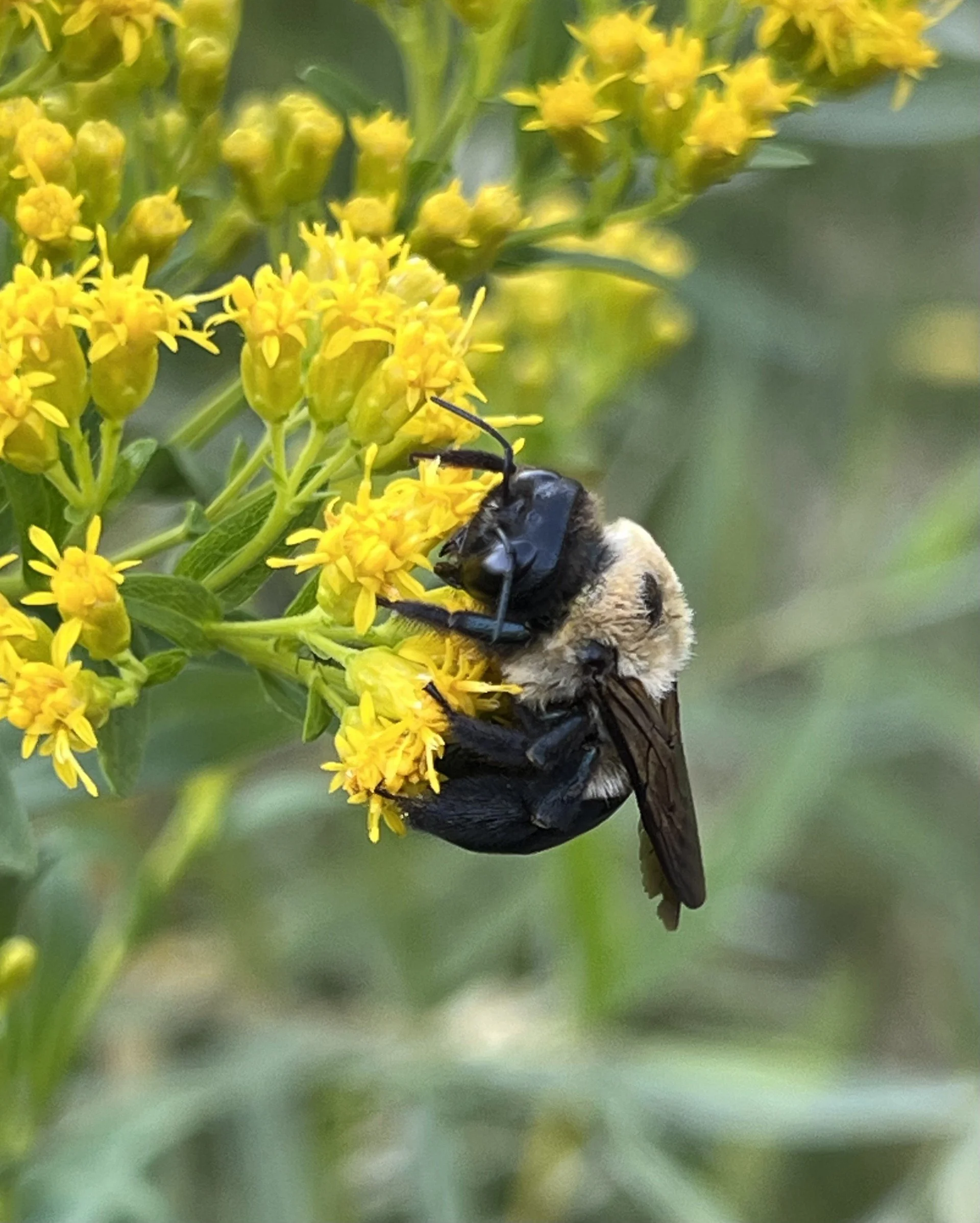 2024 - WHFF - Pollinators.2.jpg