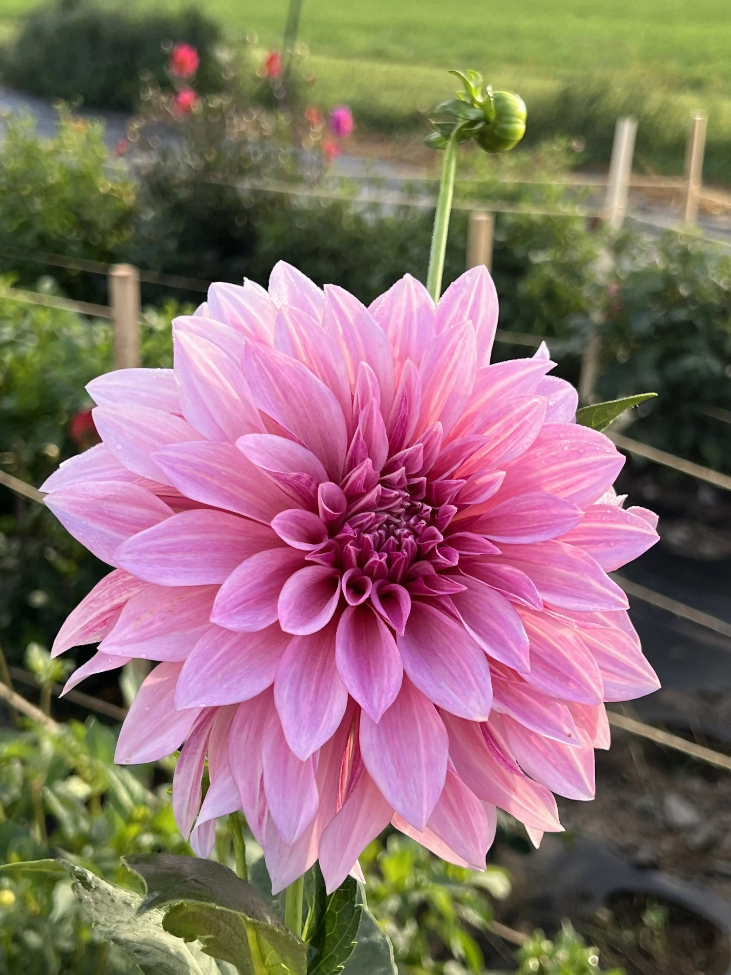 Dahlia - Pink.jpg