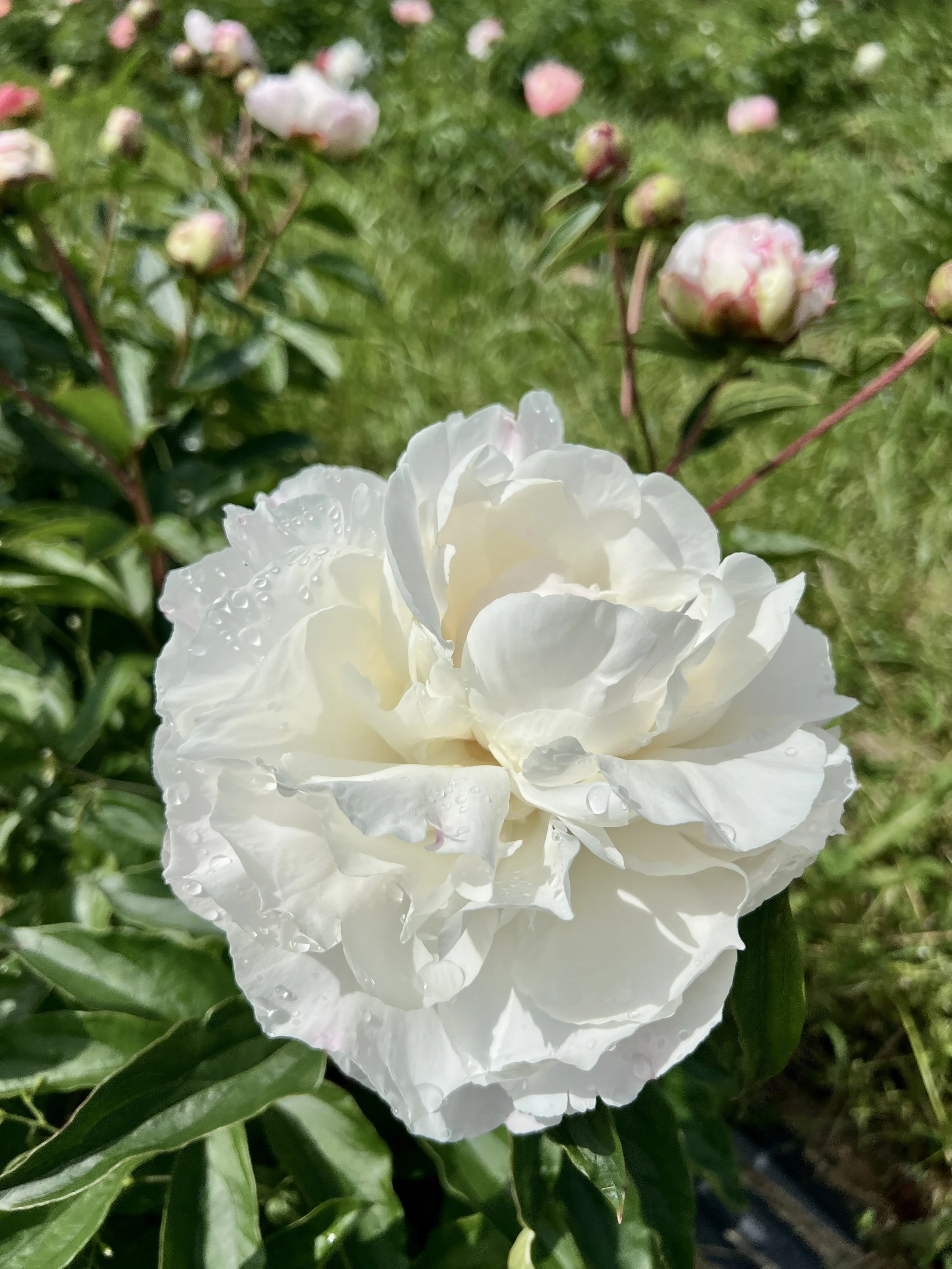 Photo Jun 09 2025, 10 26 45 AM.jpg