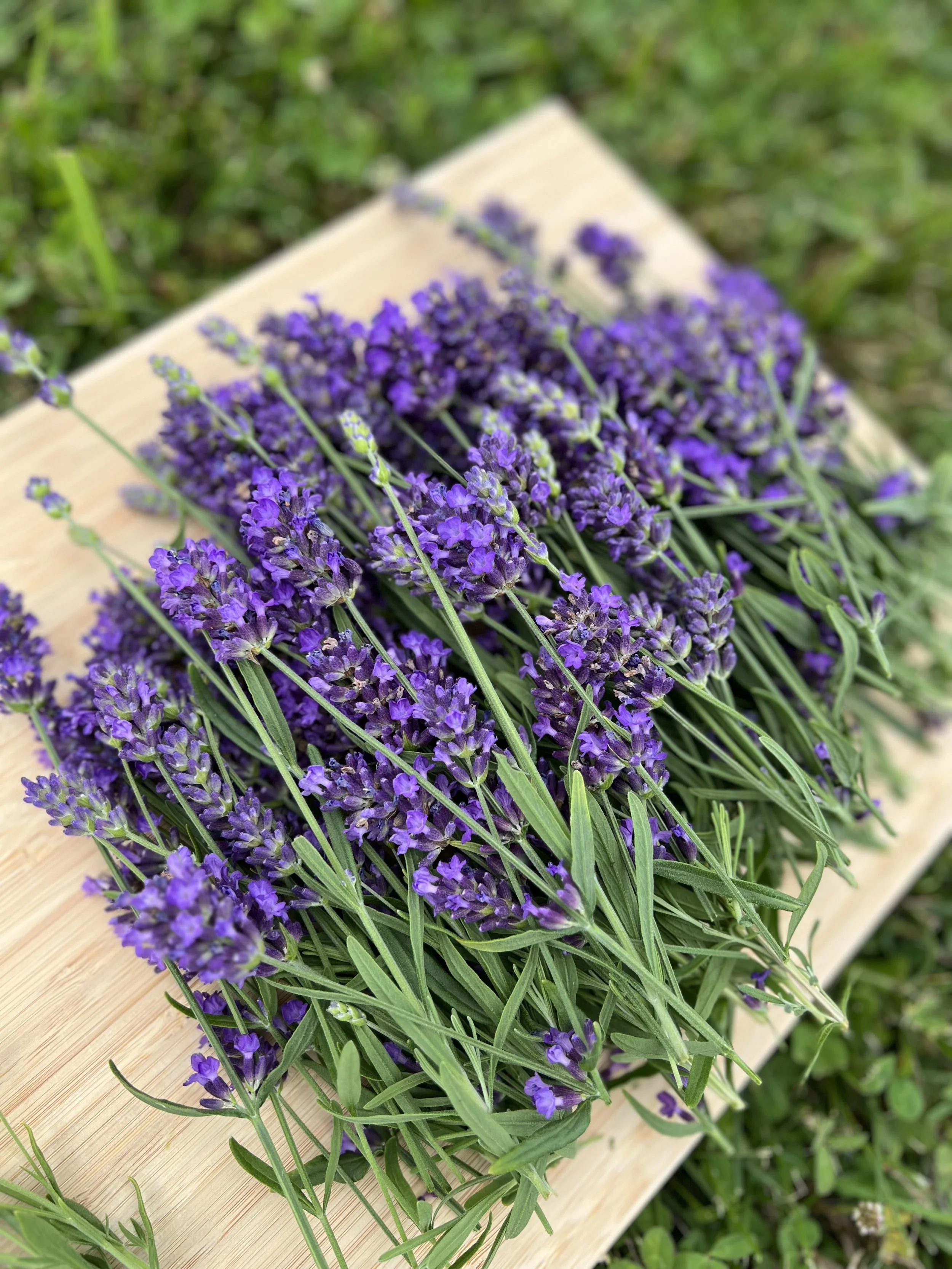 Photo Jul 09 2023, 10 24 35 AM.jpg