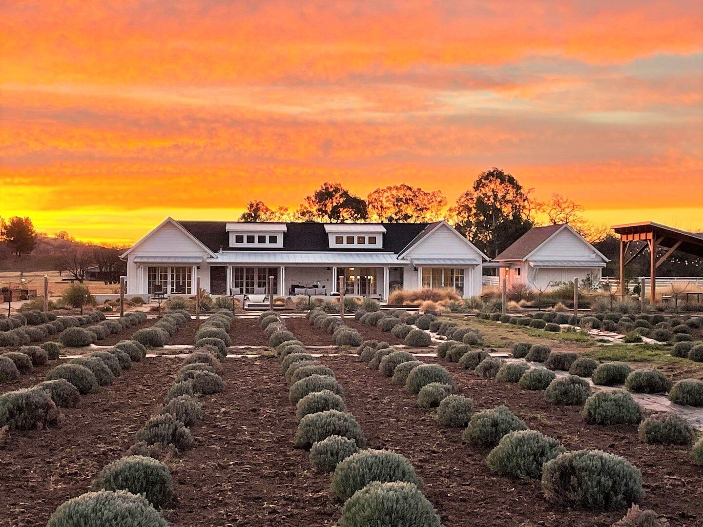 💜🌿 VISIT // looking for some fresh scents to fill your house? @capay_valley_lavender is hosting their Fall open house on Nov. 11-13. Stop by their farm store for some new items and don't leave without trying their lavender hot chocolate!