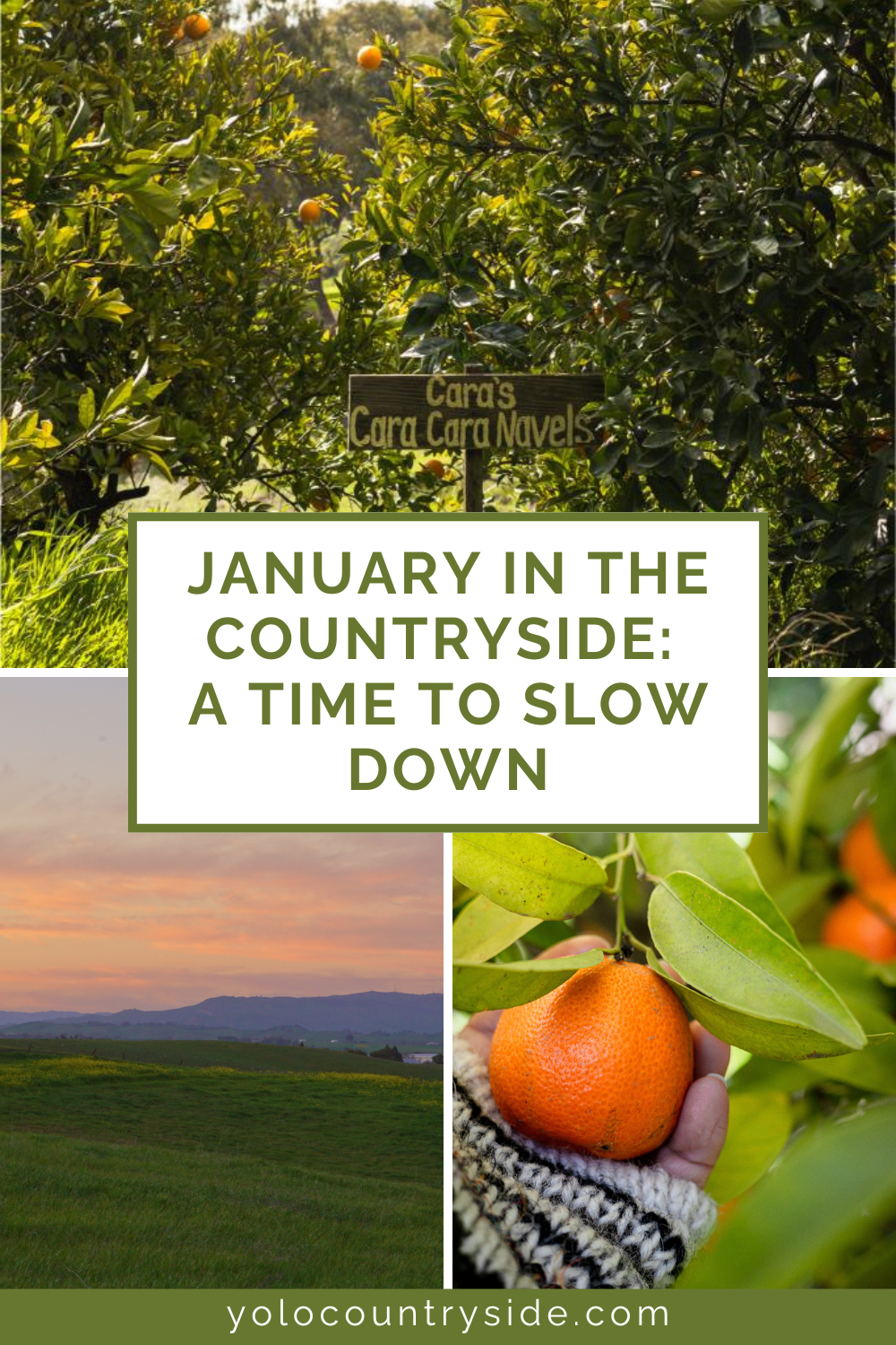 January in the Yolo Countryside: A Season to Slow Down