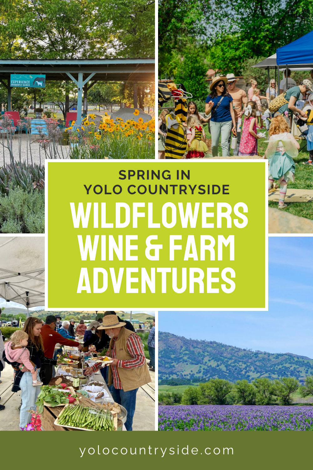 Spring in Yolo Countryside: Wildflowers, Wine &amp; Farm Adventures