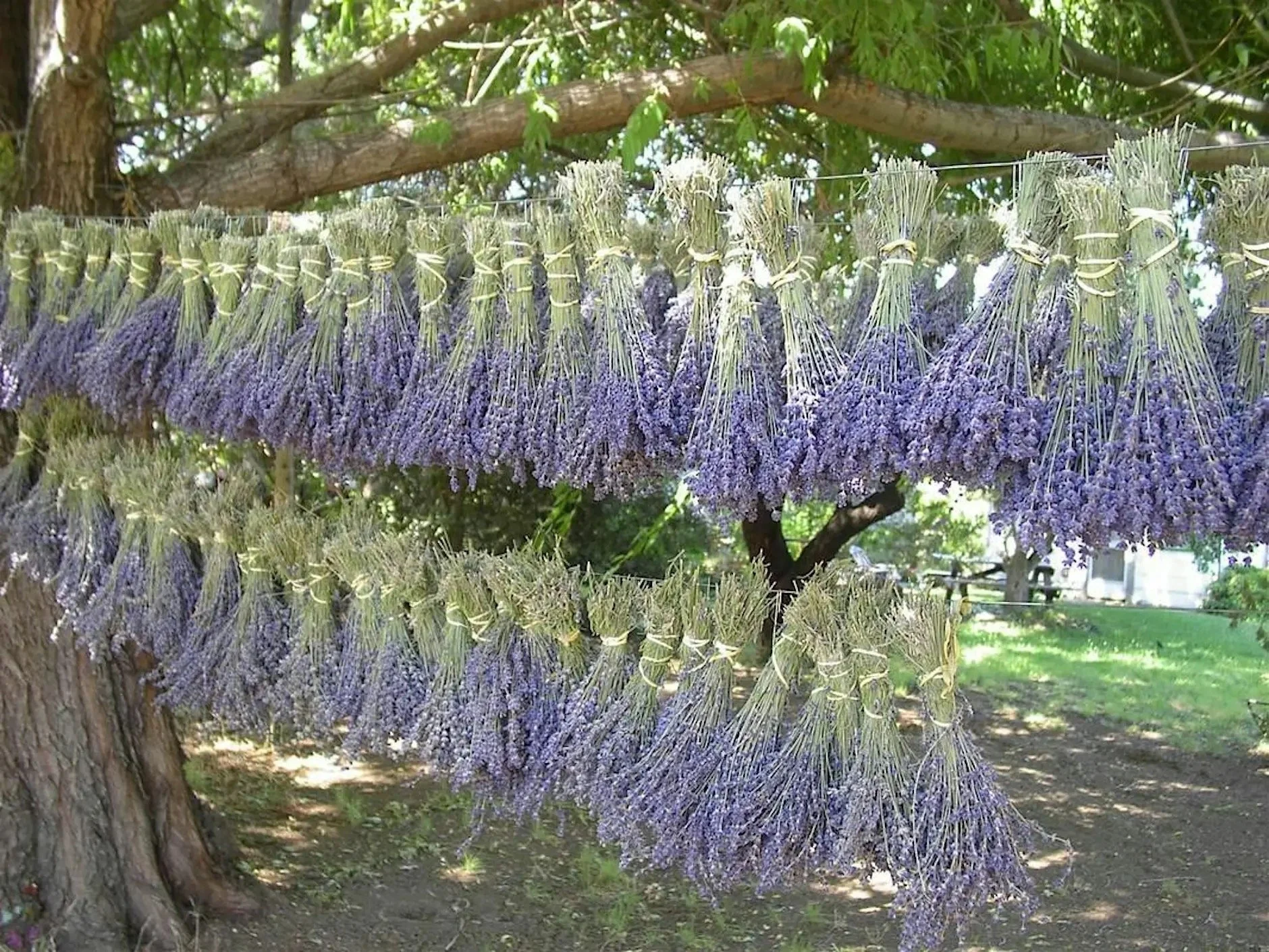 Cache Creek Lavender Festival 