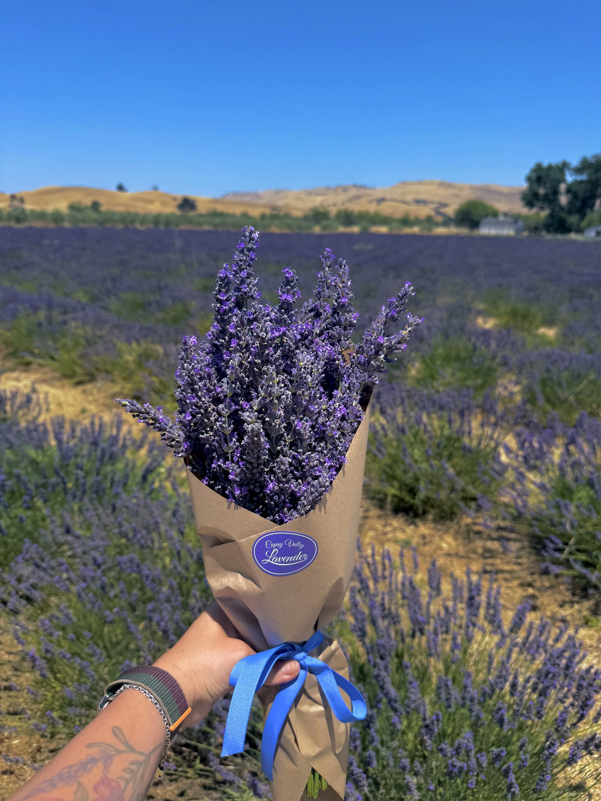 Lavender u-pick