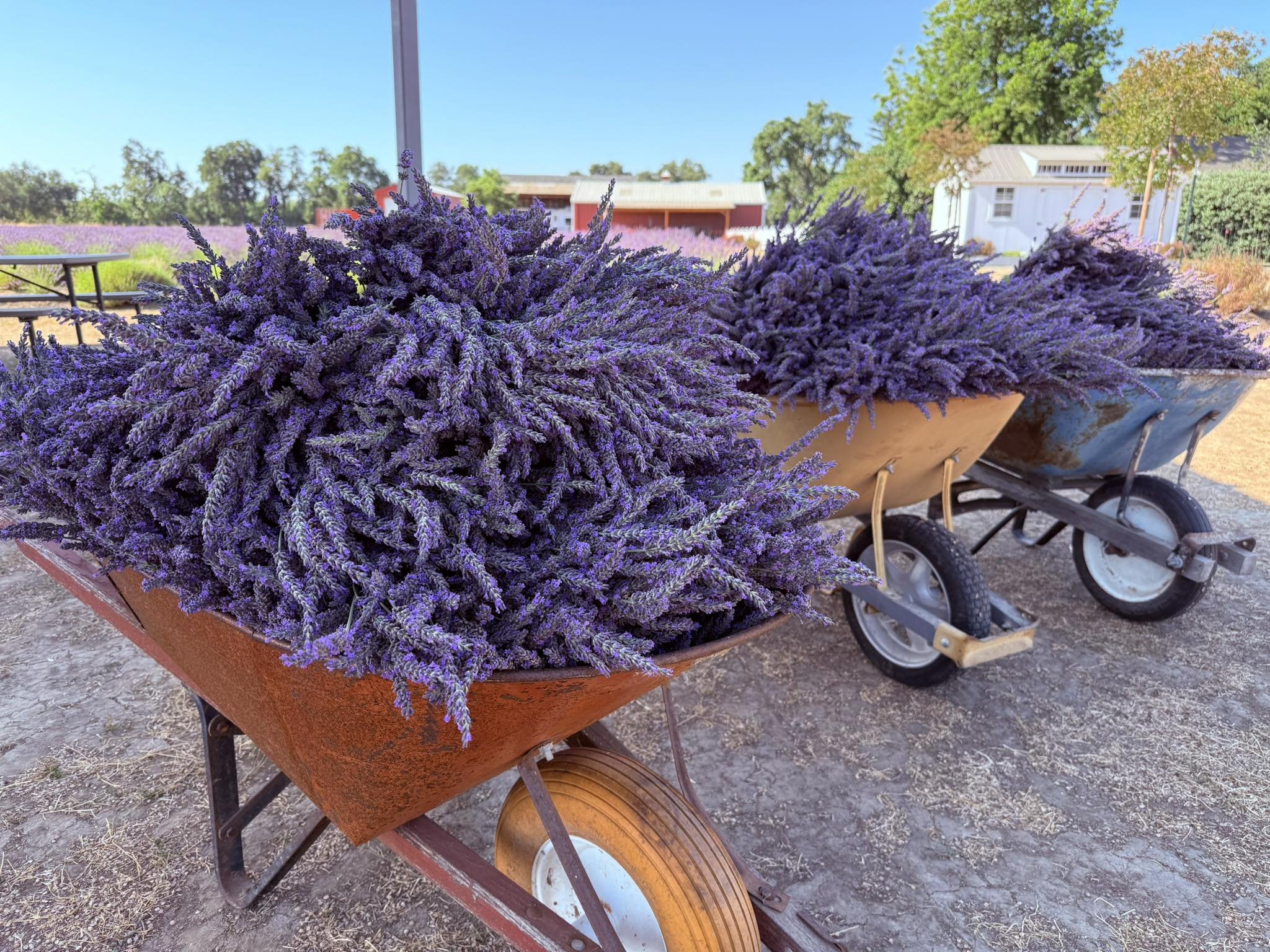 damn good lavender harvest.jpg